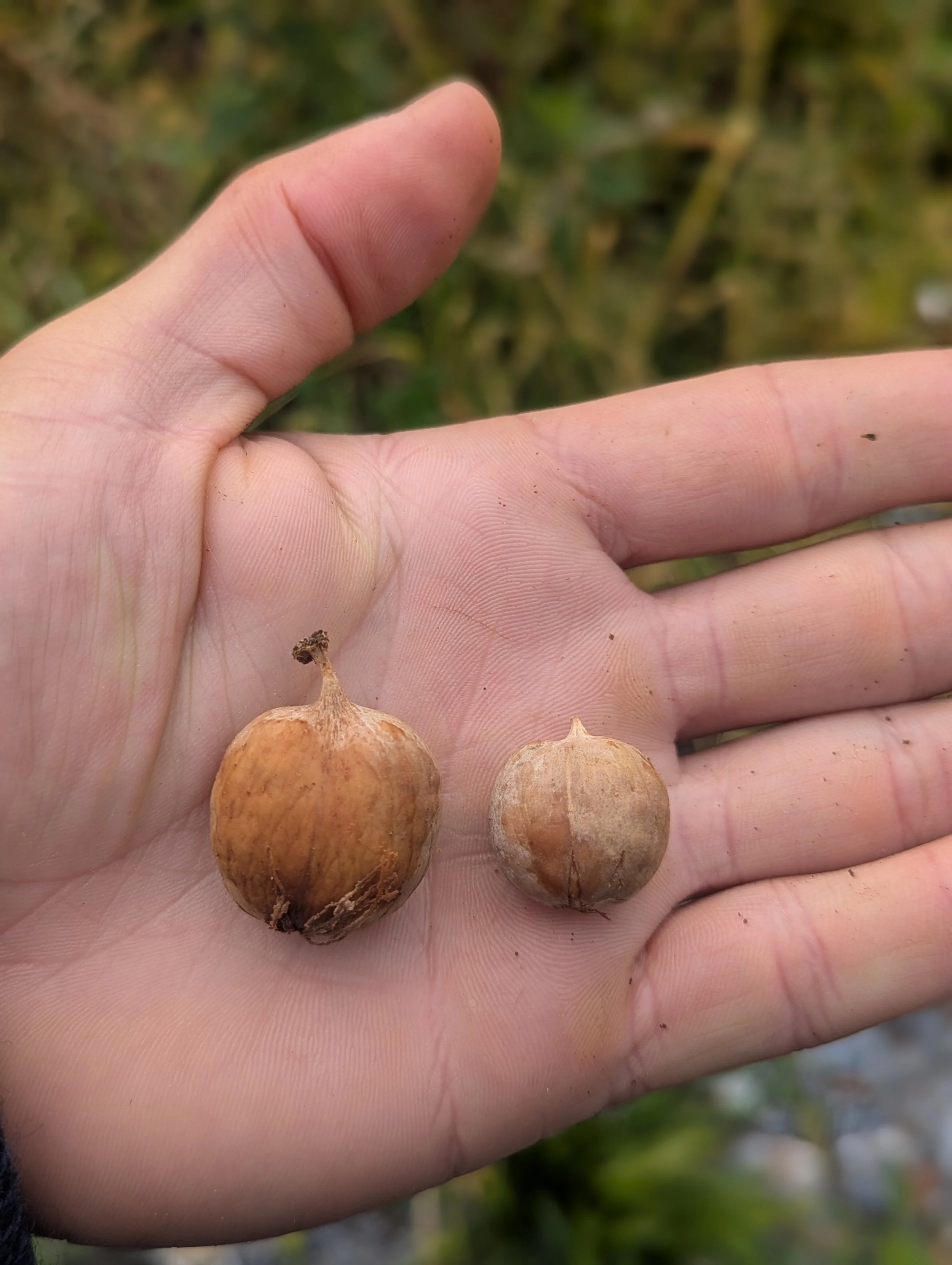 A person holding two small, bitternut hickory nuts in their hand outdoors.