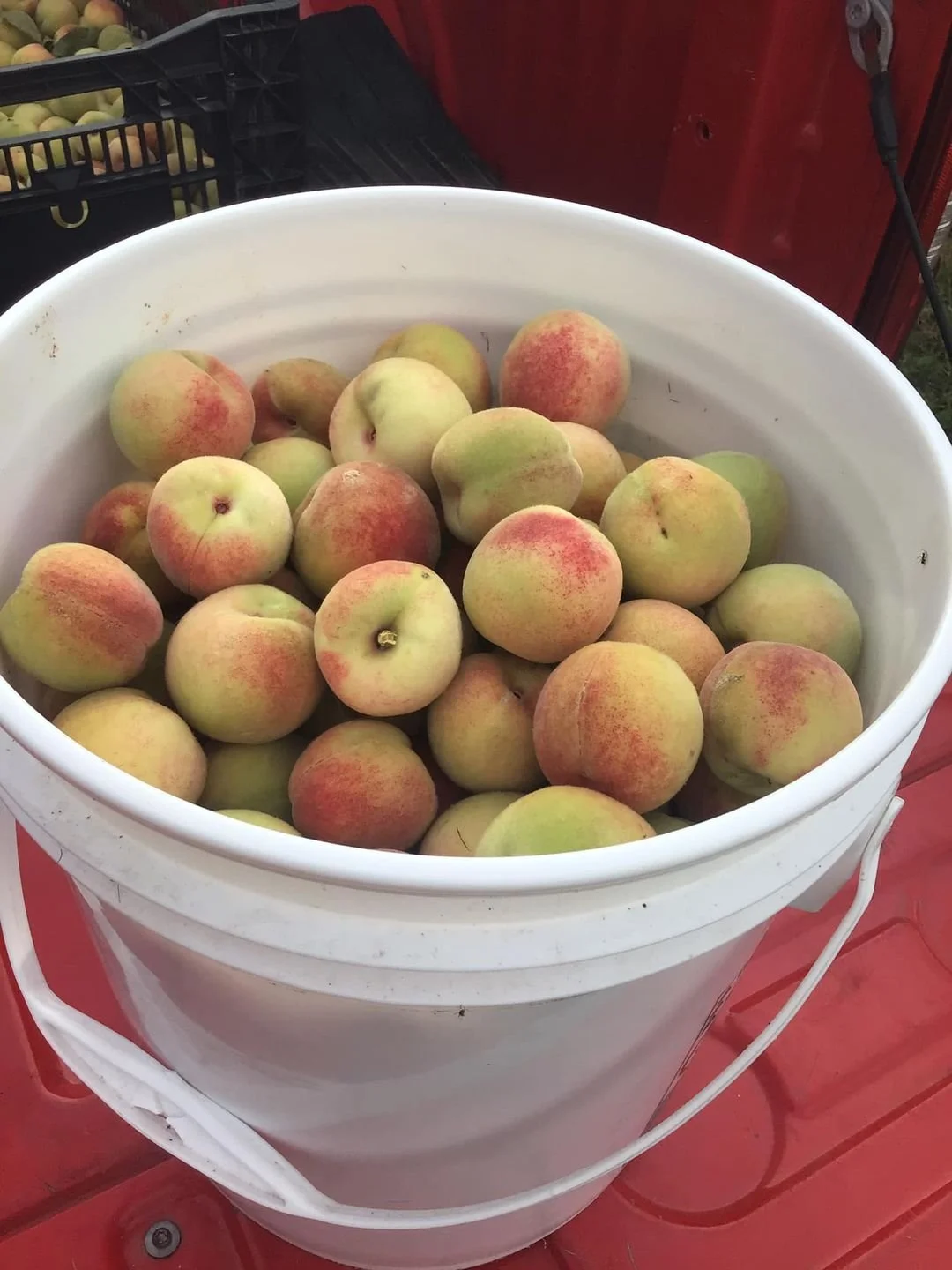 bucket of Siberian C picked in one place.jpg