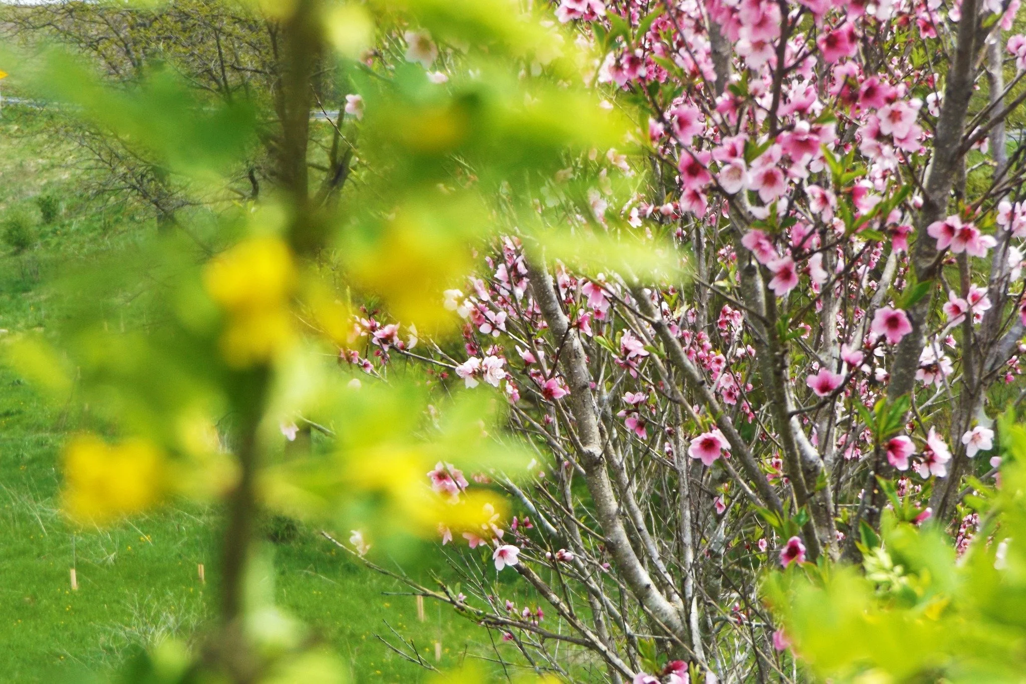 siberian C flowering.jpg