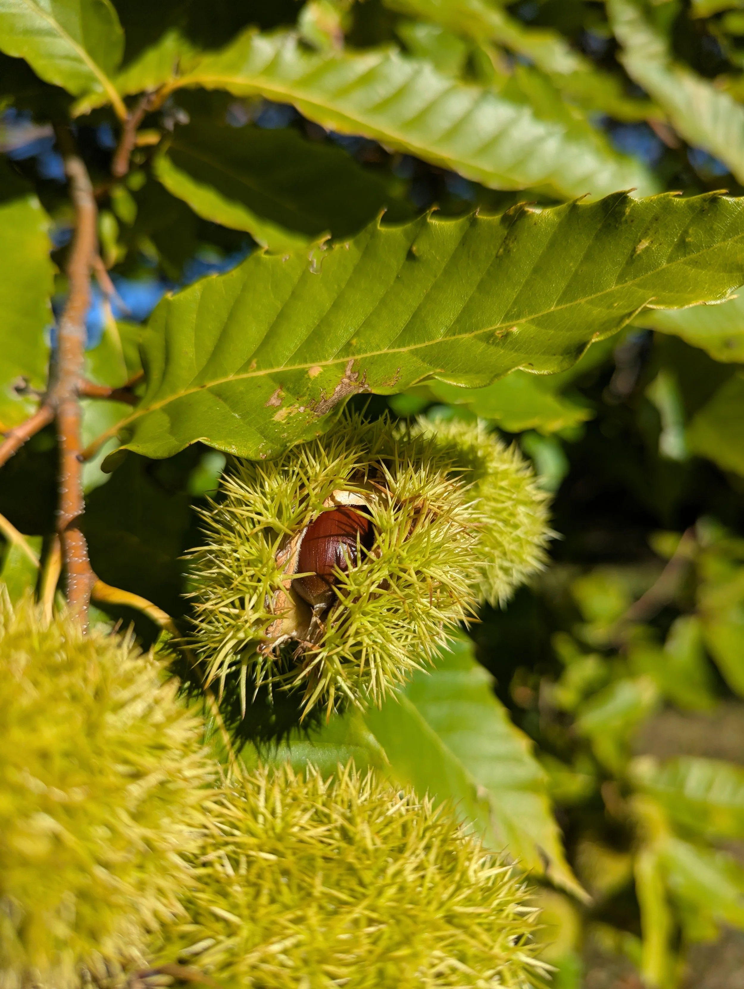 A close-up of a spiky green chestnut bur underneath green leaves.