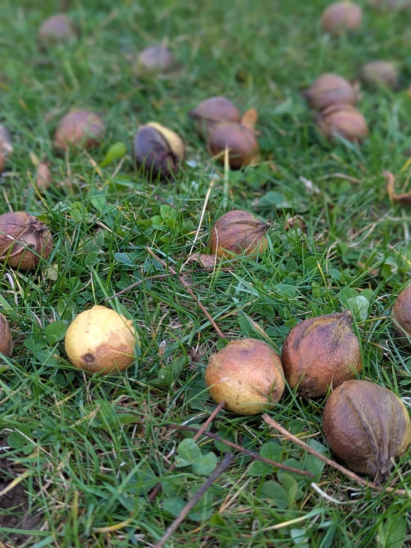 Several bitternut hickories fallen on the grass.