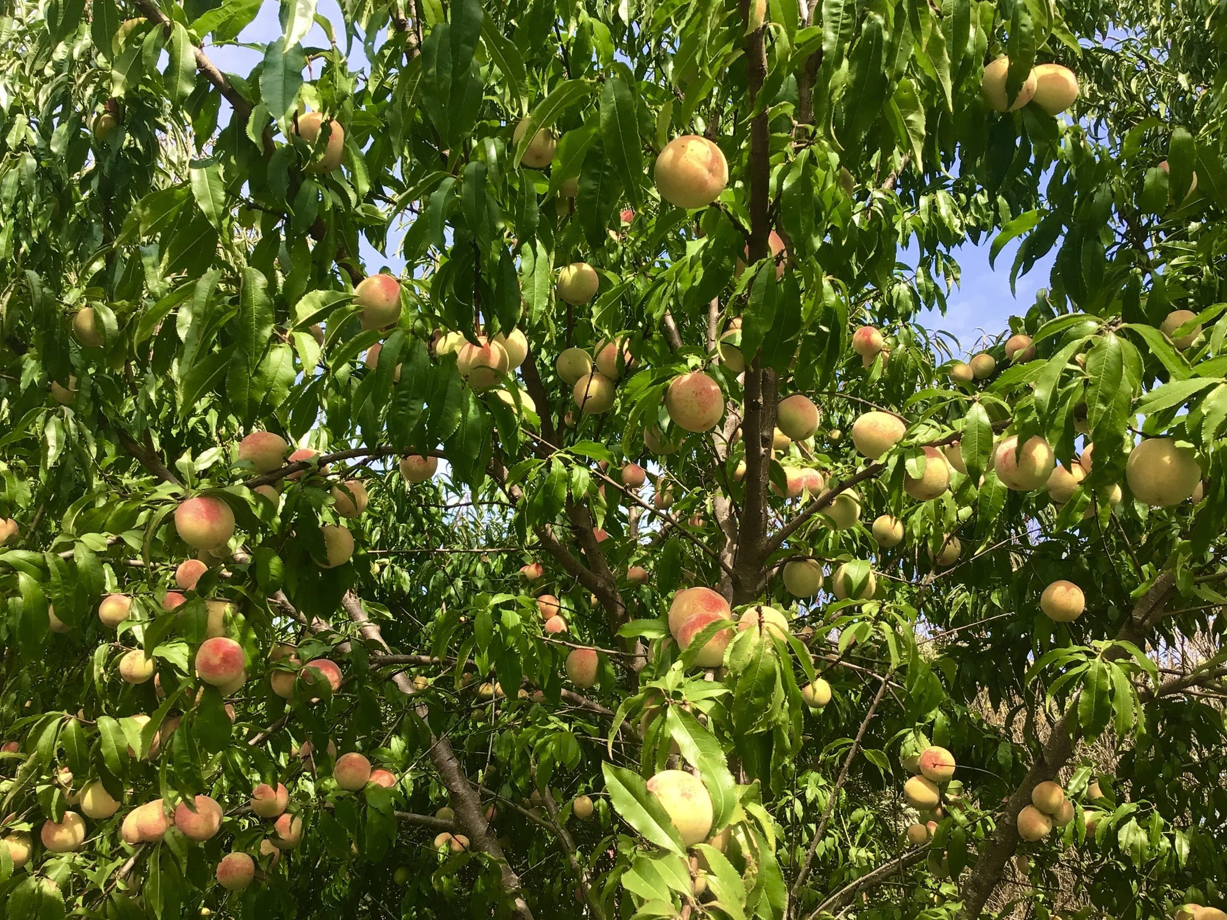 Siberian C peaches Beyond Vineyard 2025.jpg
