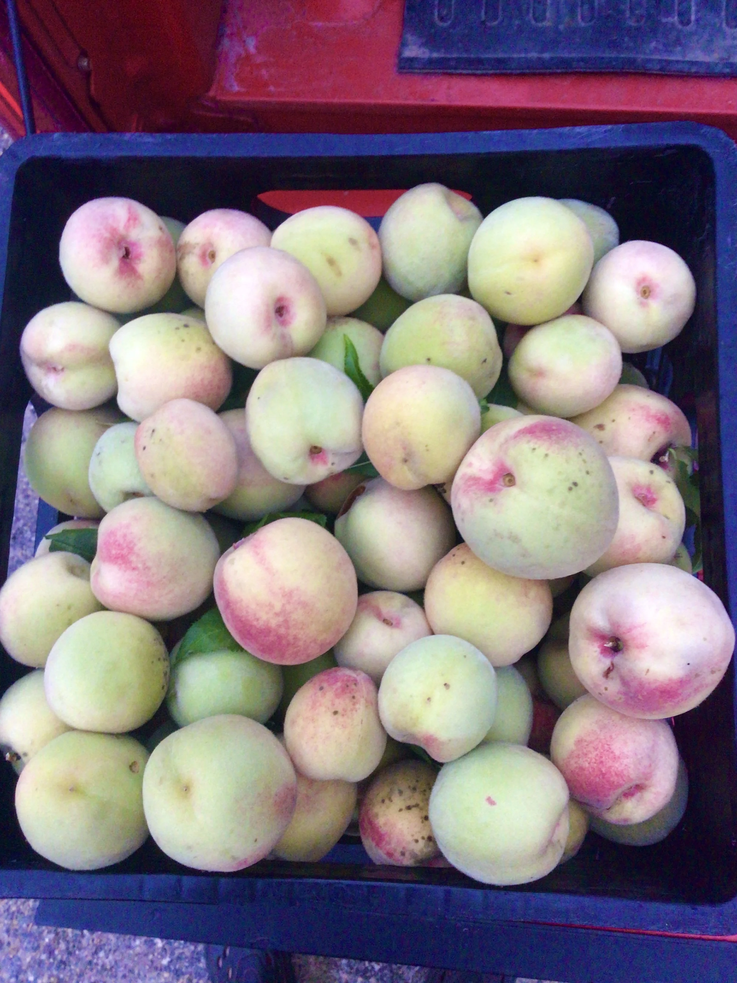 First pick of Siberian Peaches 2025.jpg