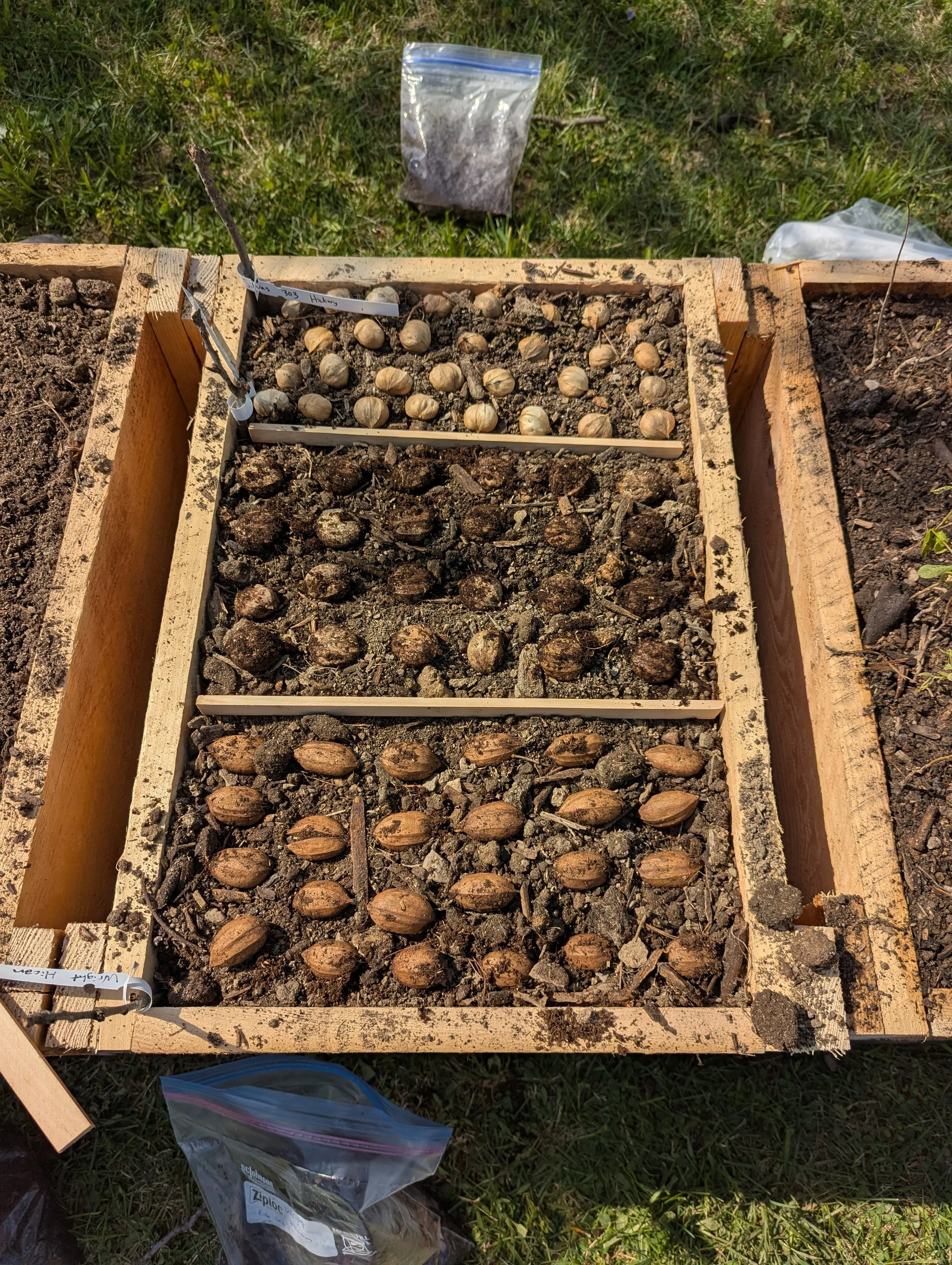 A wooden seed-starting tray divided into four sections, containing soil and multiple seeds, likely tree or nut seeds, with small labels indicating different varieties. Surrounding the tray are plastic bags and outdoor grass.