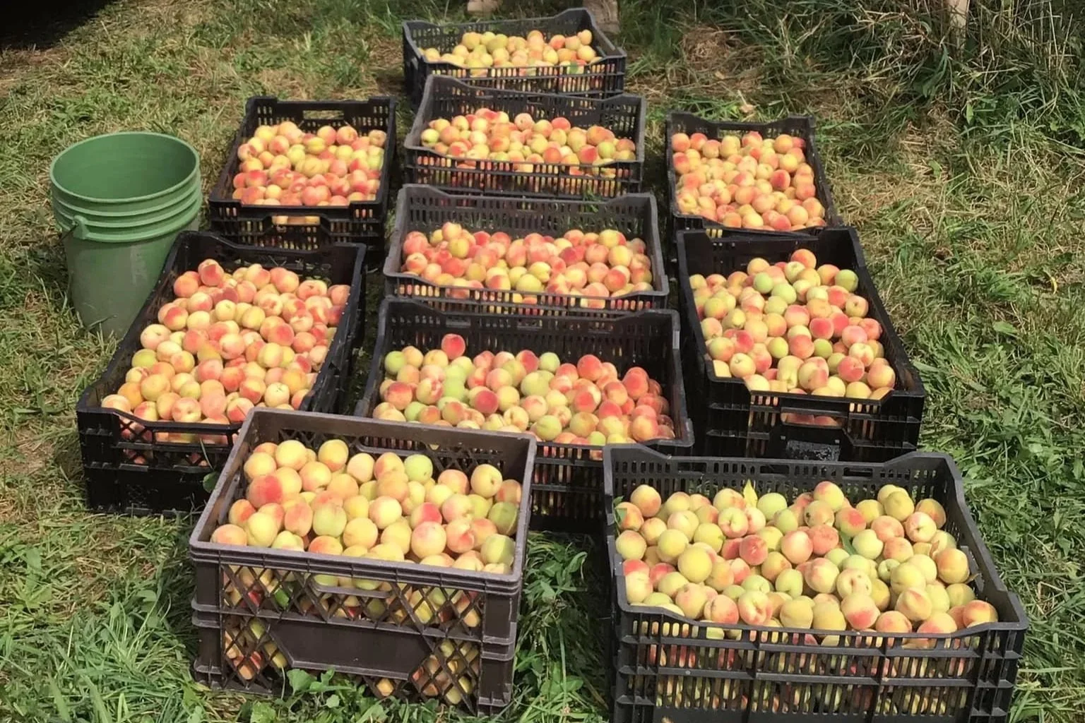 siberian+peaches+with+Tristan.jpg