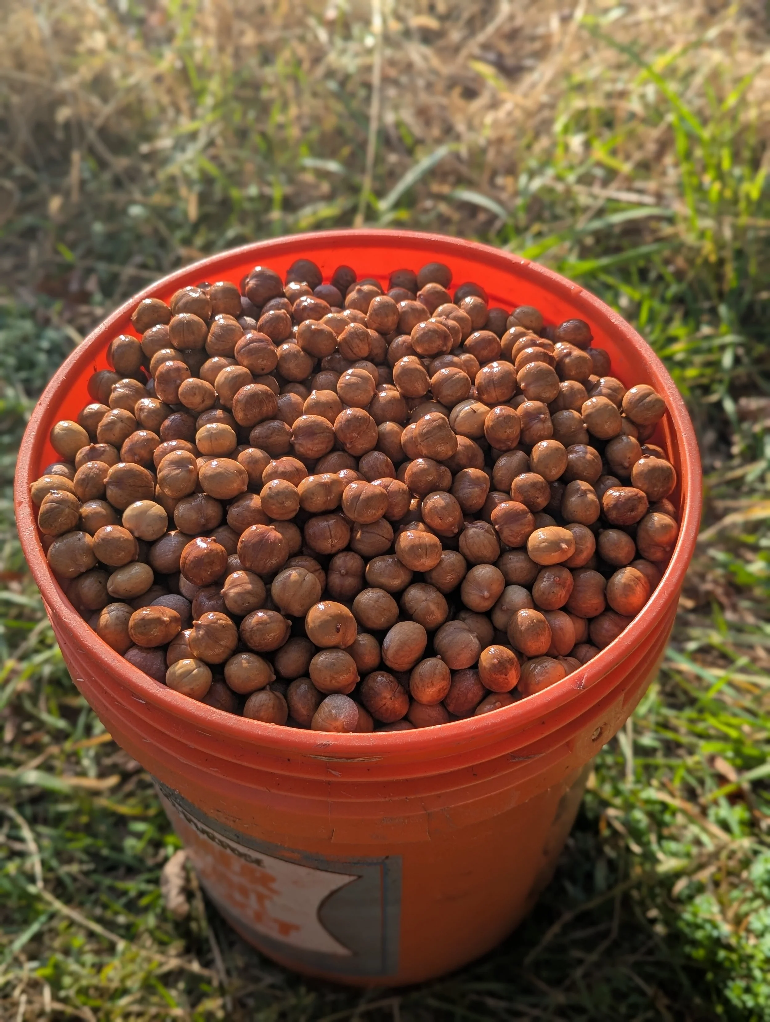 Bucket filled with hickories outdoors on grass.