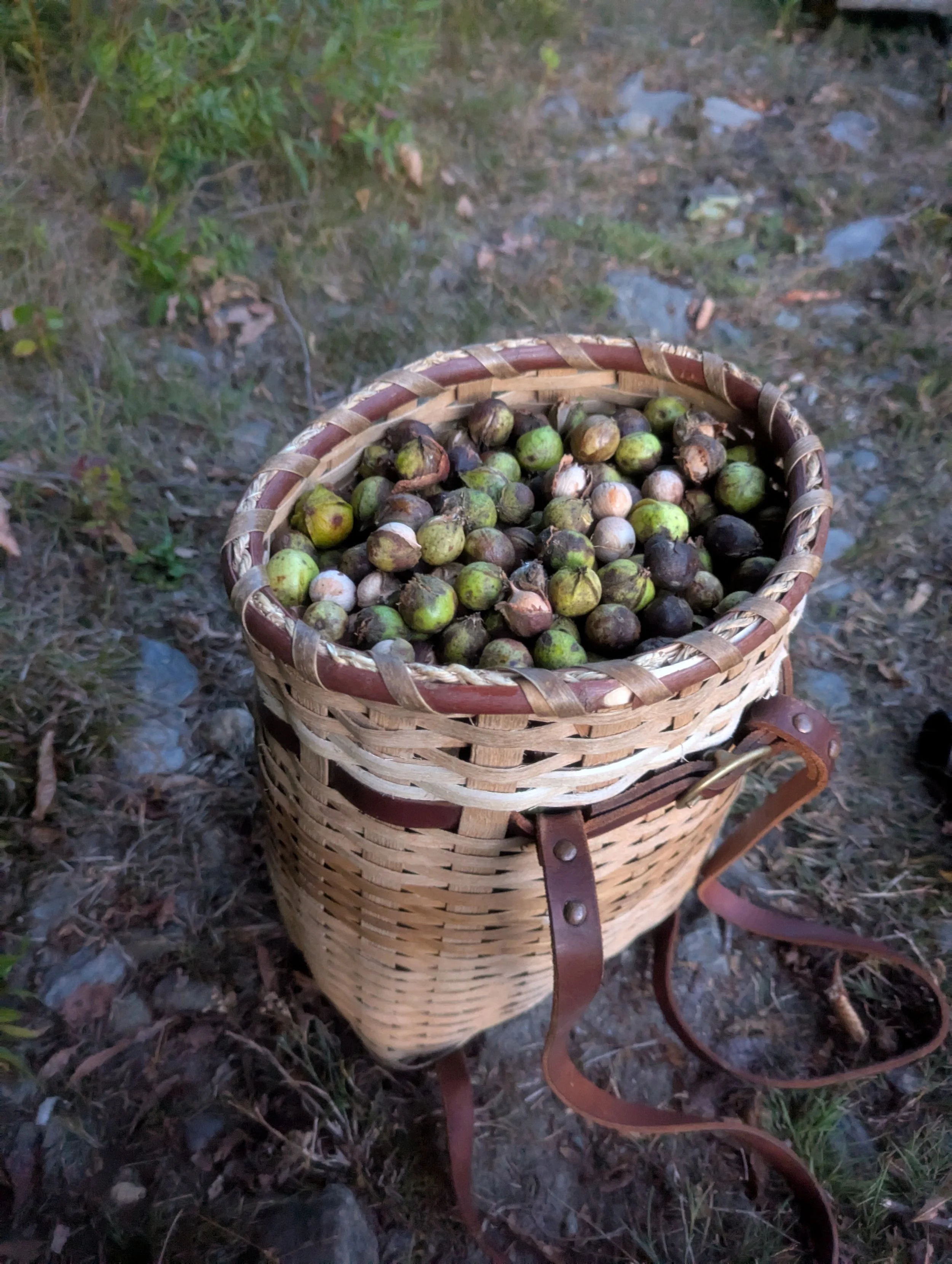 Basket filled with fresh unripe green and brown nuts, placed on the ground outdoors.