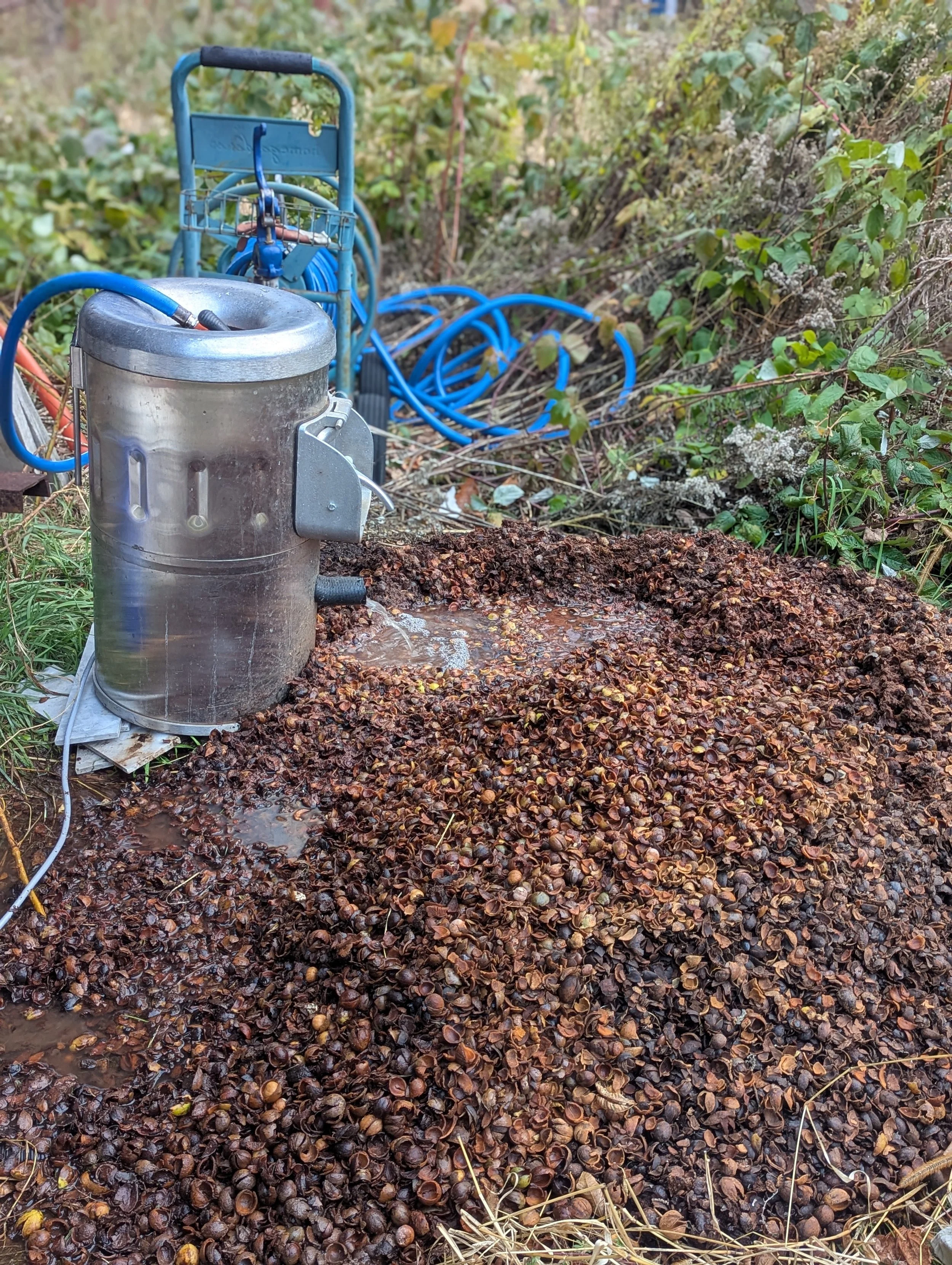 A metal shucker machine with water flowing, surrounded by a large pile of cracked hickory nuts and some greenery in the background.