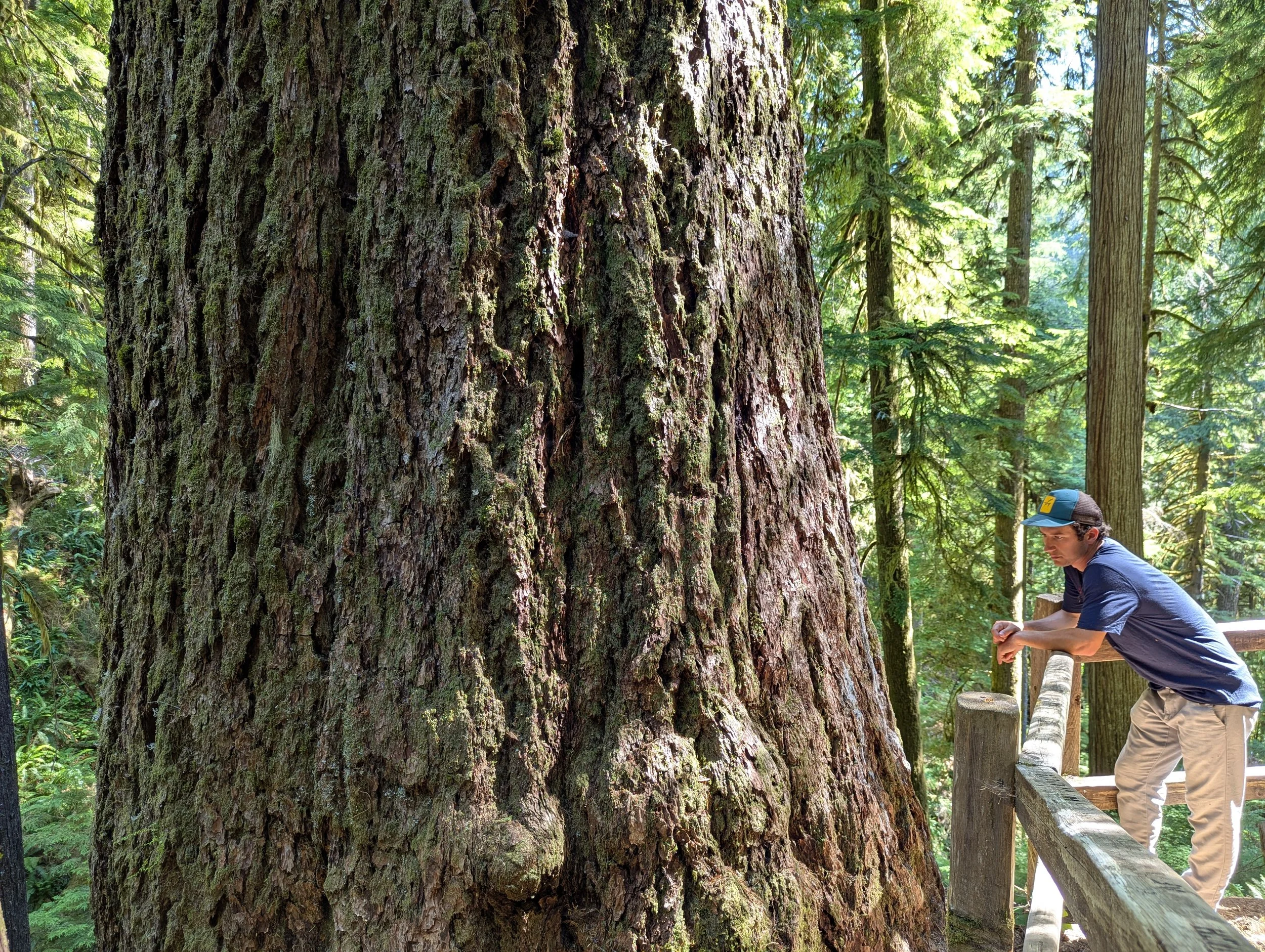 A person leaning on a wooden railing looking at a large tree trunk in a dense forest.
