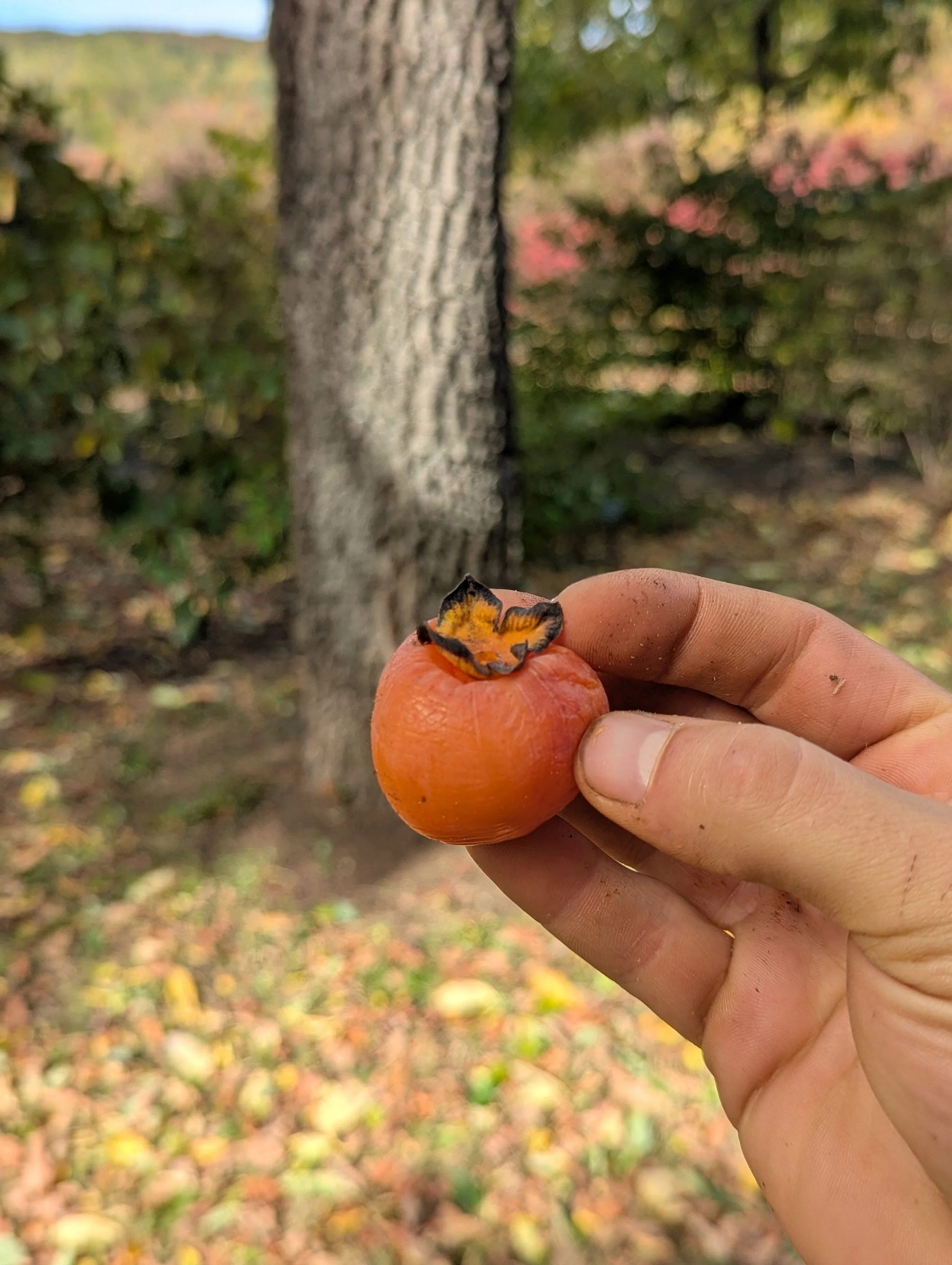 Person holding a small orange persimmon fruit with a black and orange calyx in front of a tree with autumn leaves.