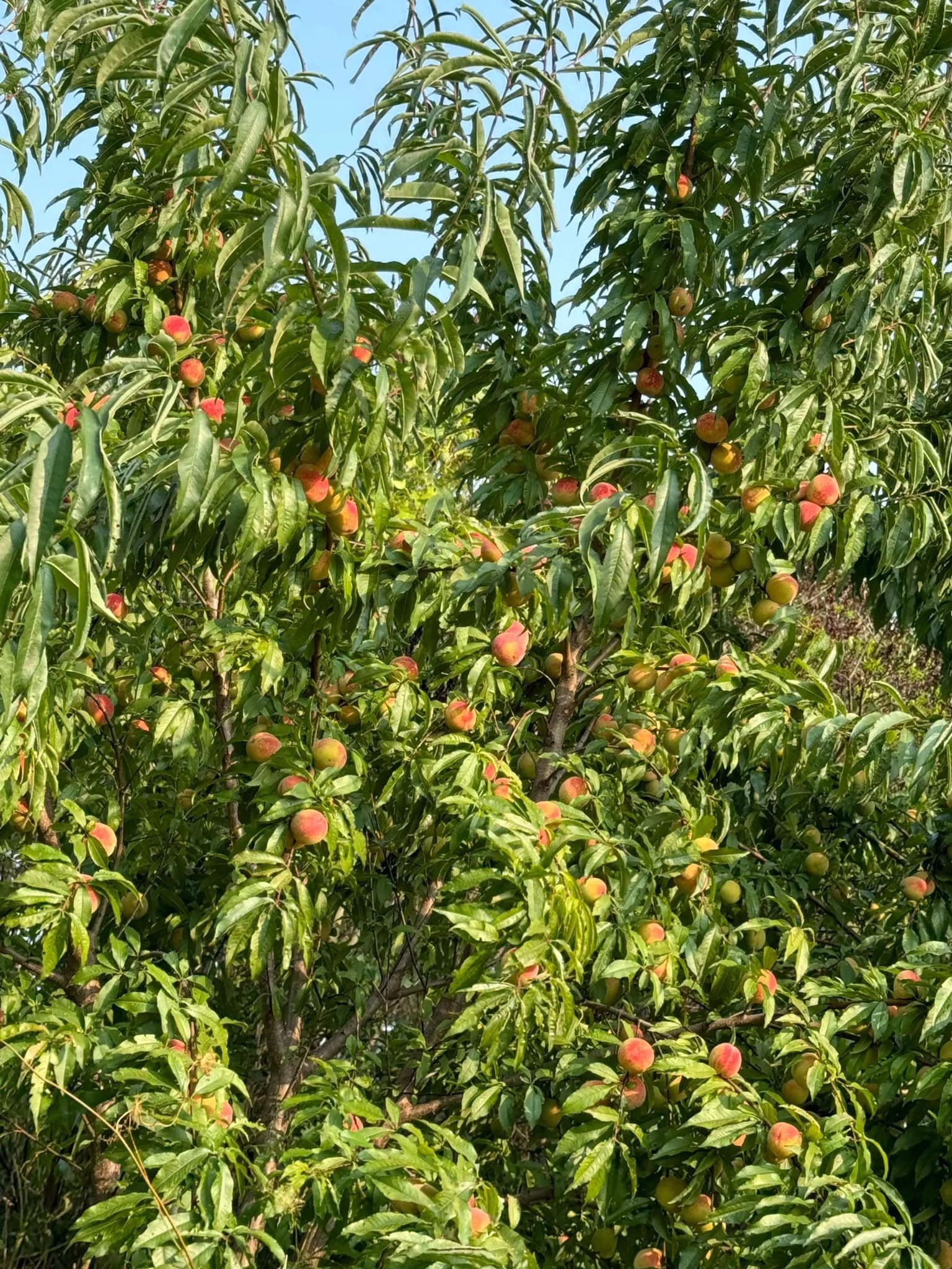 Siberian C Peach