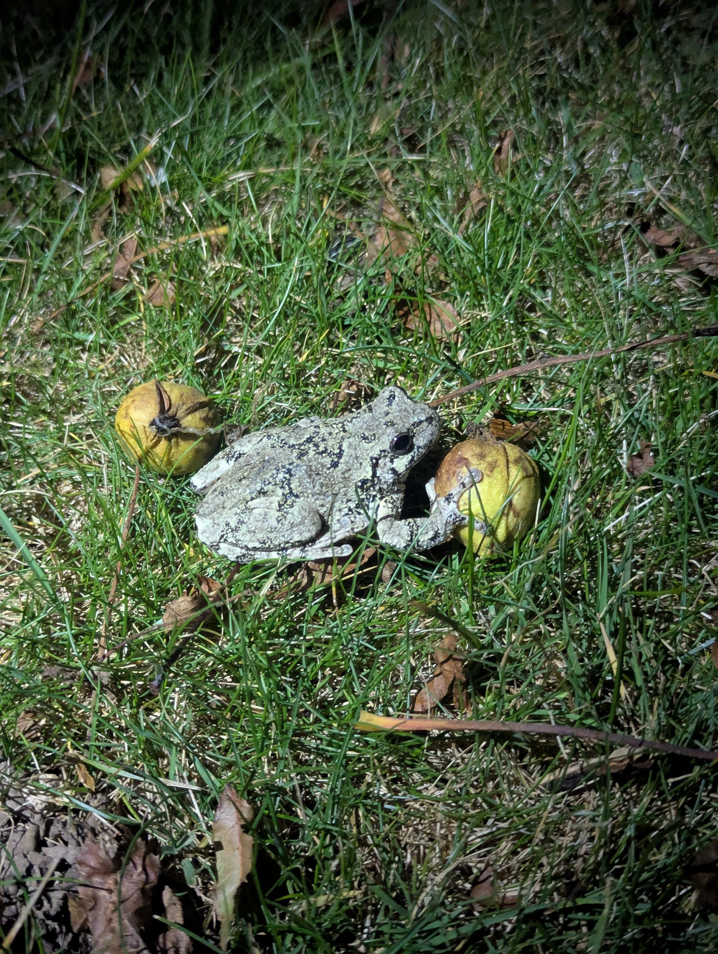 A small gray toad on the grass with two bitternut hickories nearby.