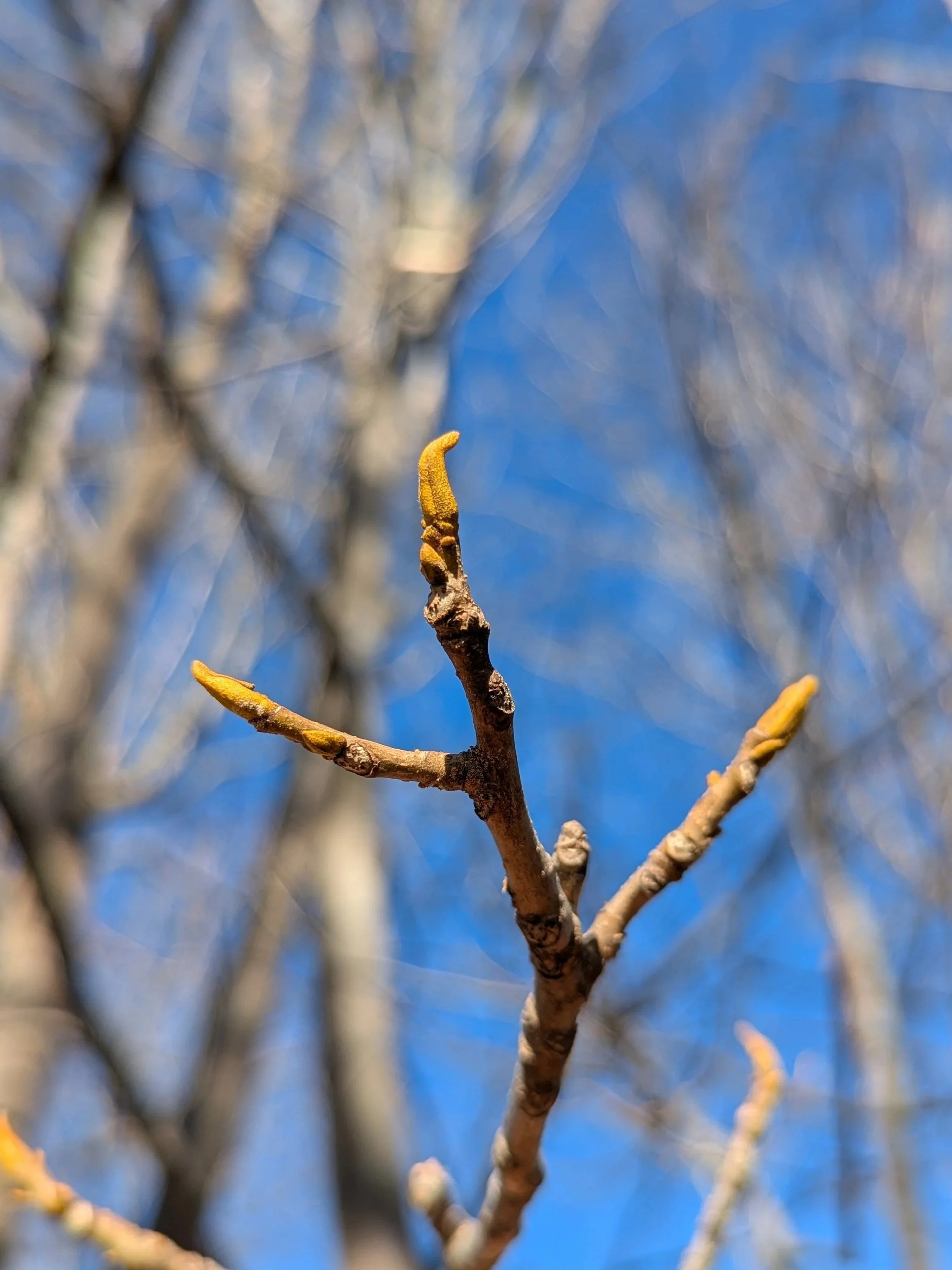 Close-up of tree branch with budding leaves against a bright blue sky.