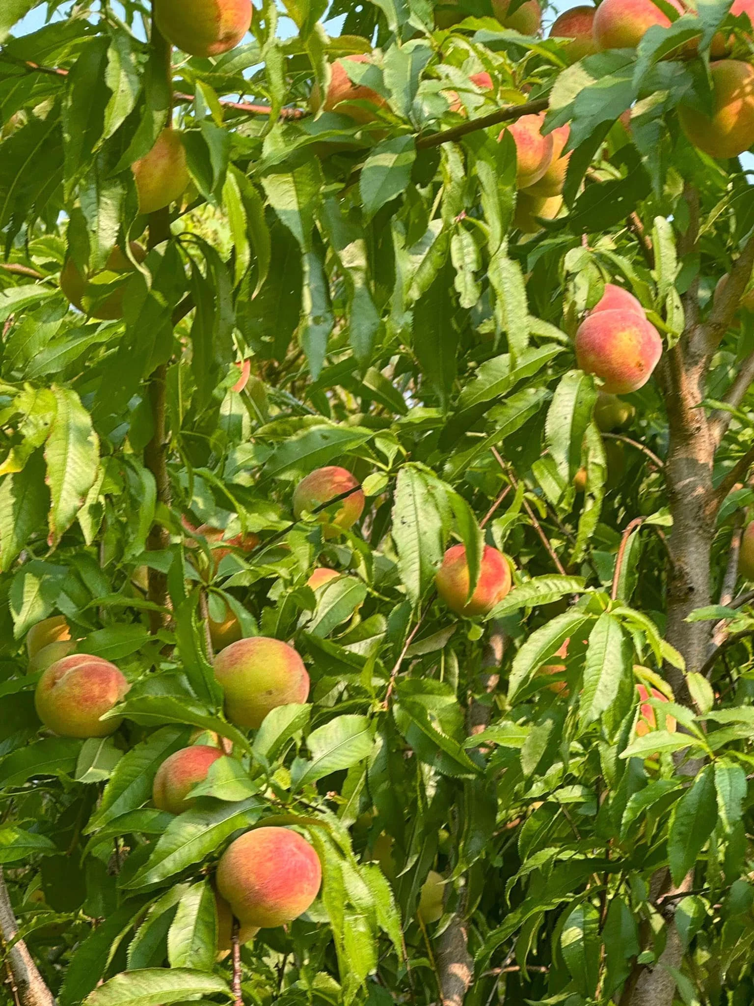 sibierian C peaches Sept 2024.jpg