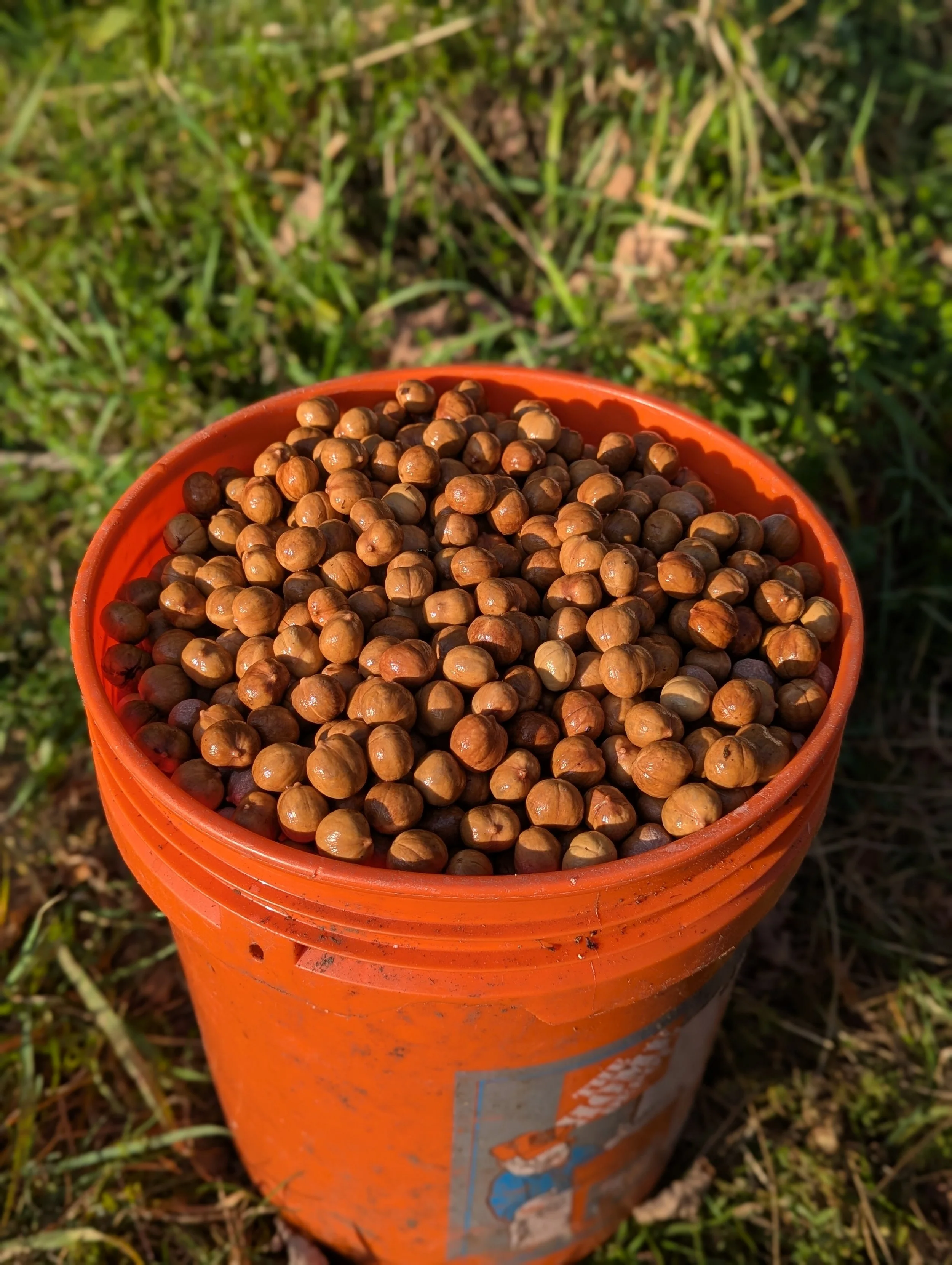Orange bucket filled with hickory nuts placed on grass outdoors.