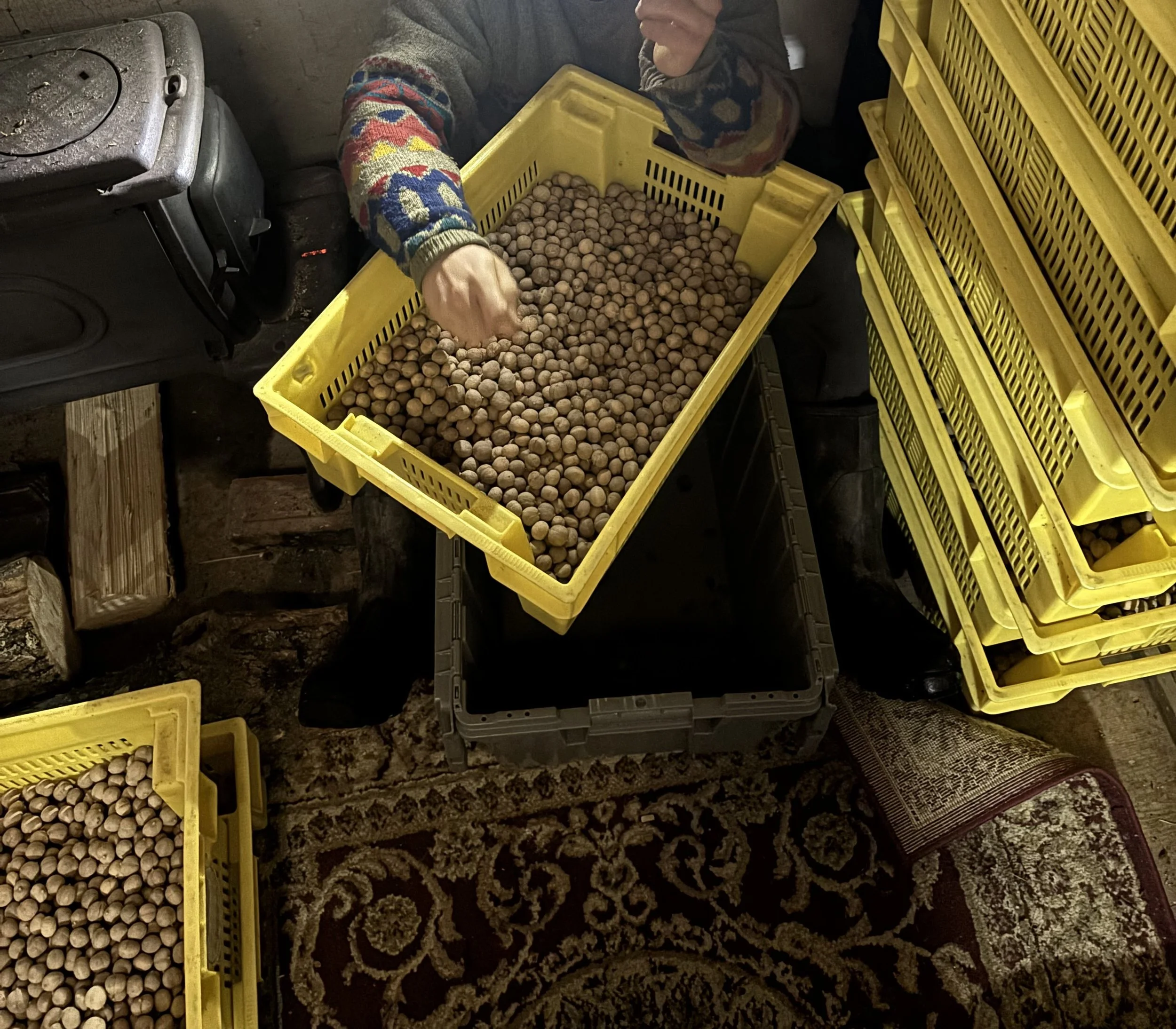 Person sorting or inspecting a large yellow plastic crate filled with hickories, with additional crates stacked beside them, in an indoor setting with a patterned carpet and a wood stove nearby.