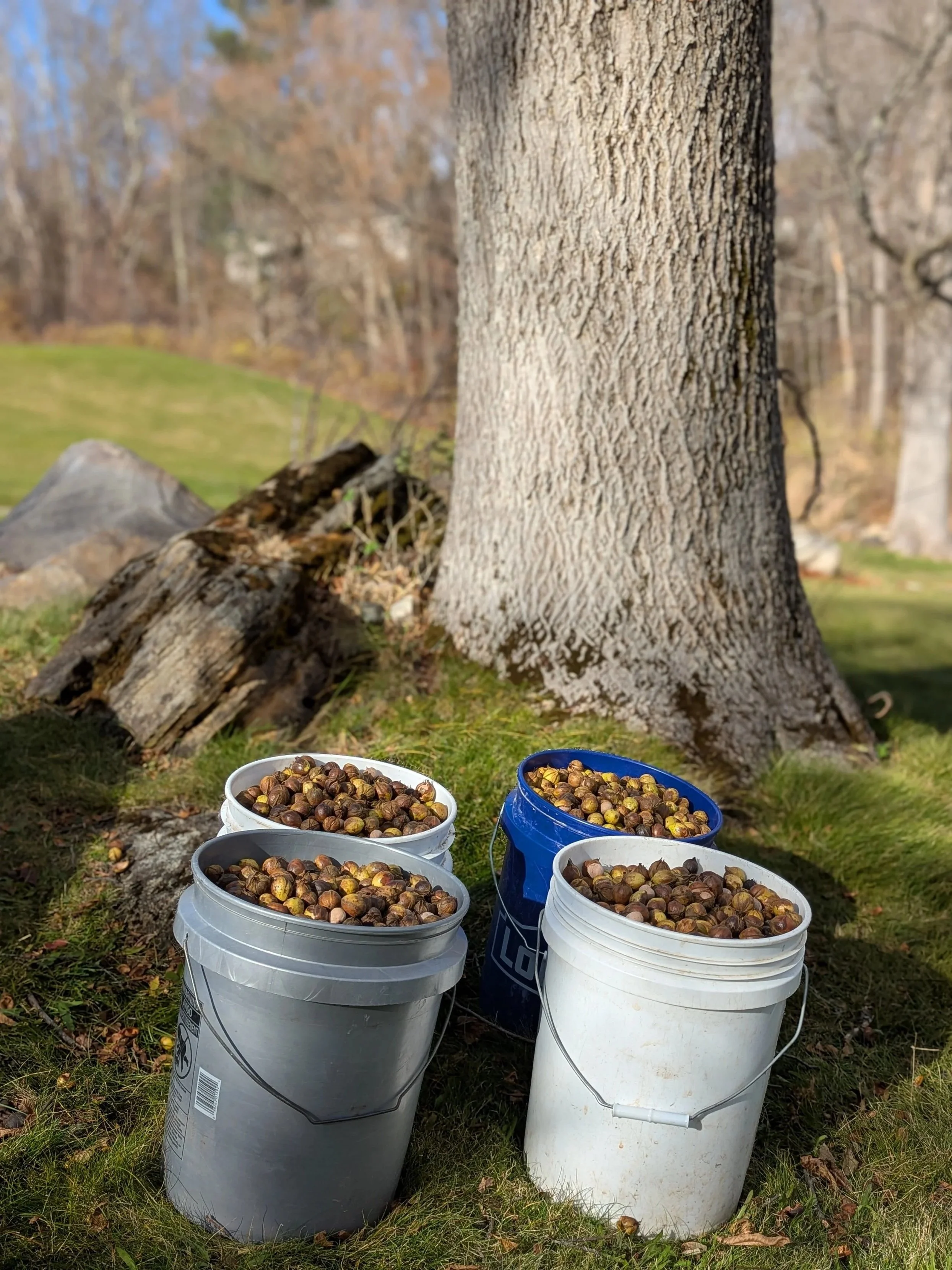 Four buckets filled with harvested bitternut hickories placed on the ground near a large tree trunk in an outdoor setting.