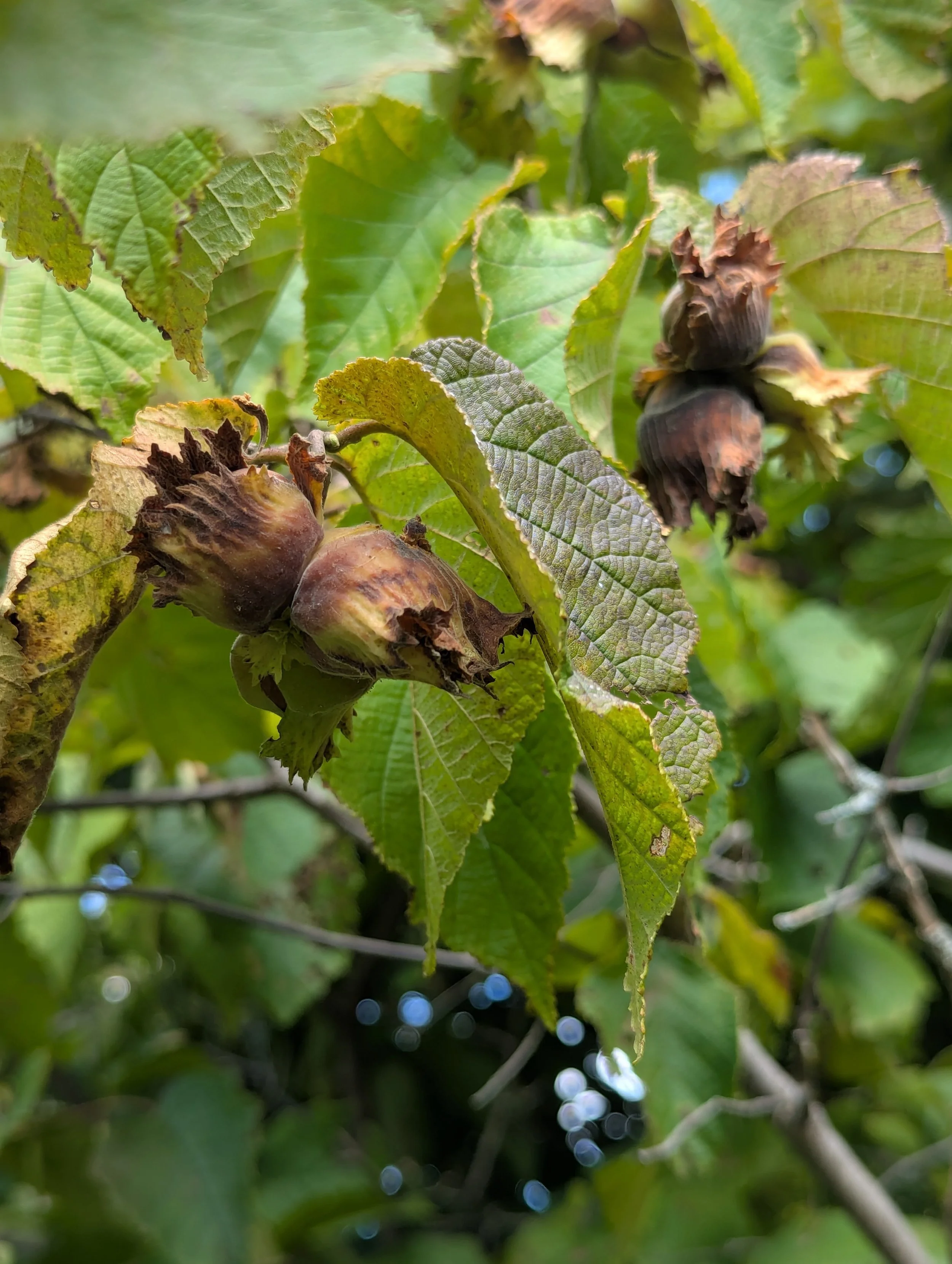 Hazelnuts (Hybrid)