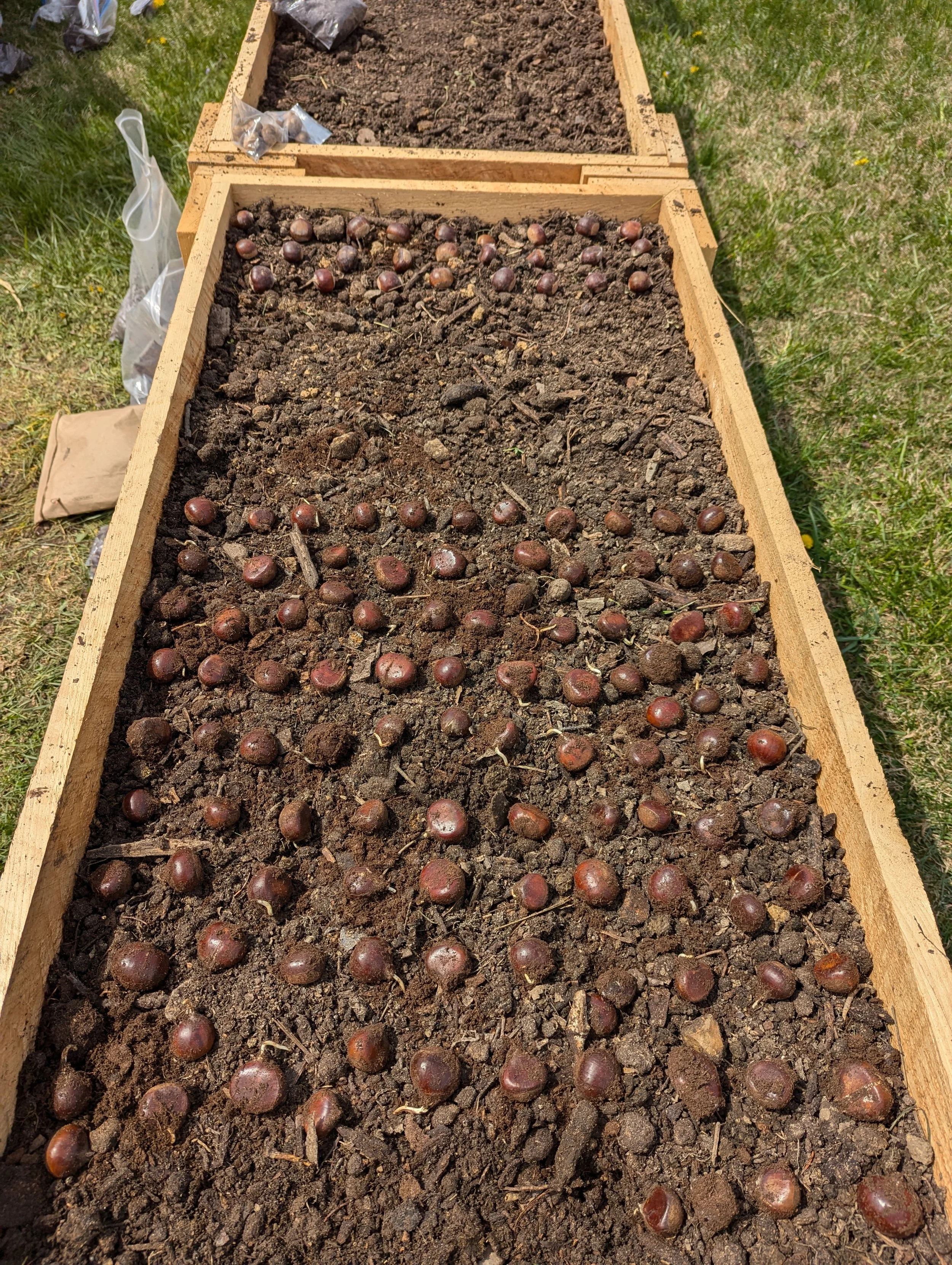 Three wooden raised garden beds filled with soil, with the front bed containing rows of small, round, brown seeds about to be planted.