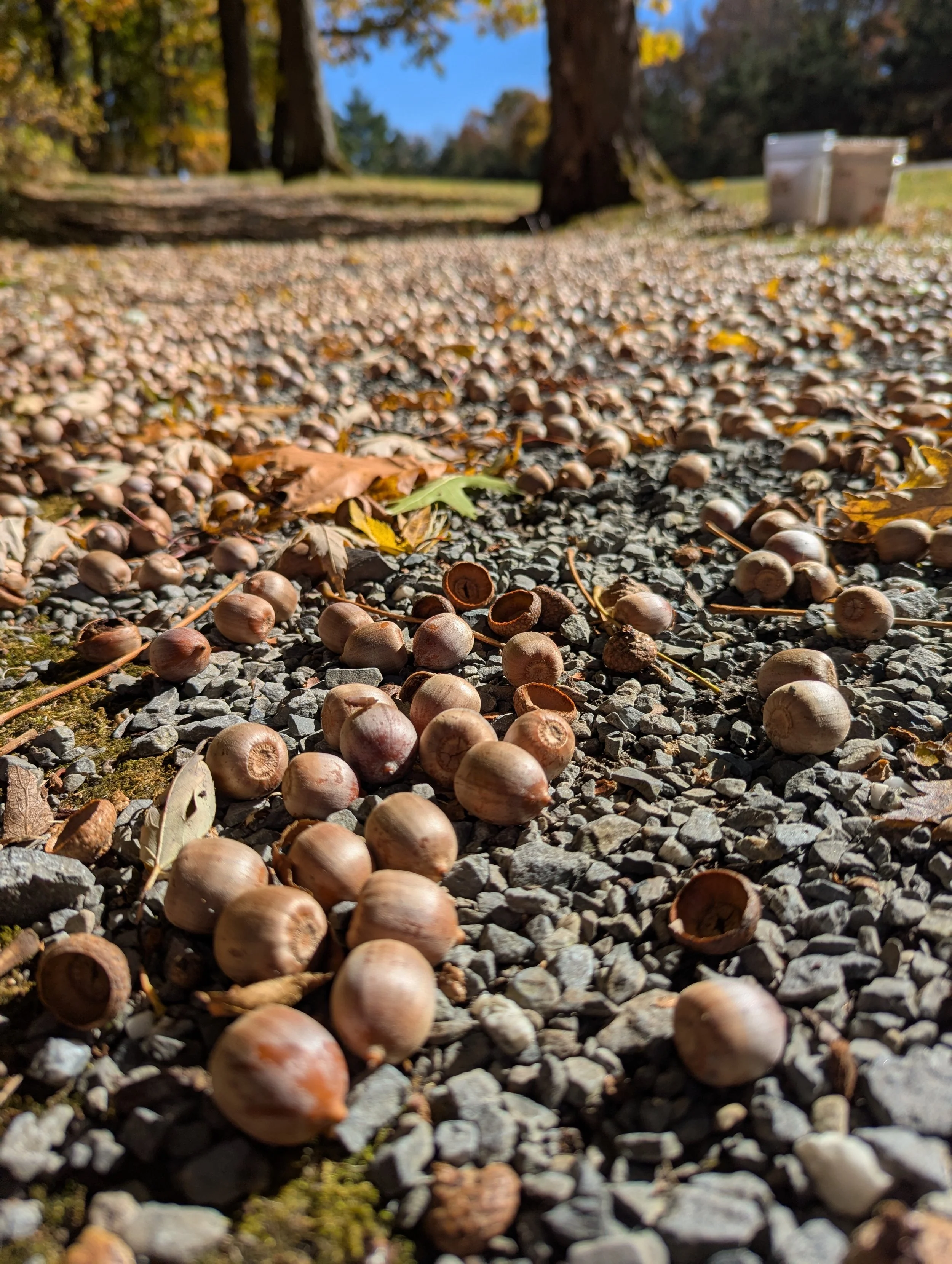 A ground covered with fallen acorns and small rocks in a park with trees in the background and a bright blue sky.