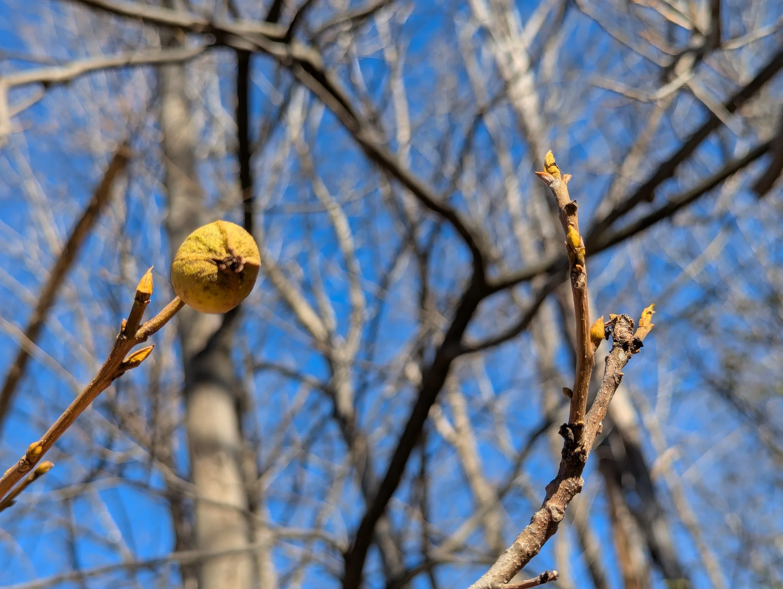 Close-up of a small, round, yellow-green bitternut hickory on a leafless tree branch against a bright blue sky with blurred tree branches in the background.