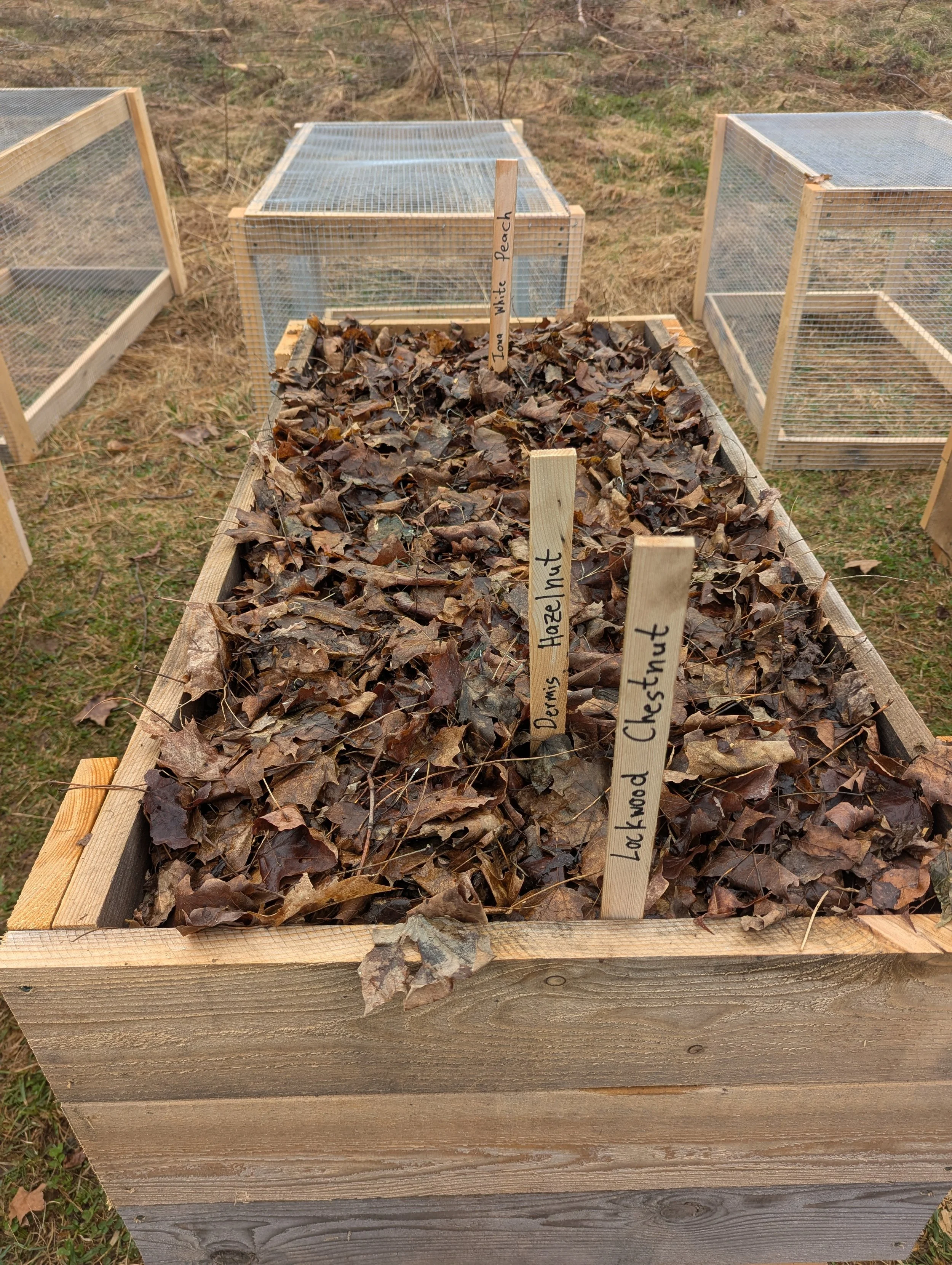 Wooden raised garden bed filled with dried leaves, labeled as 'Lockwood Hazel Nut,' 'Dennis Hazel Nut,' and 'Young White Peach,' surrounded by mesh-covered cages on a grassy outdoor area.
