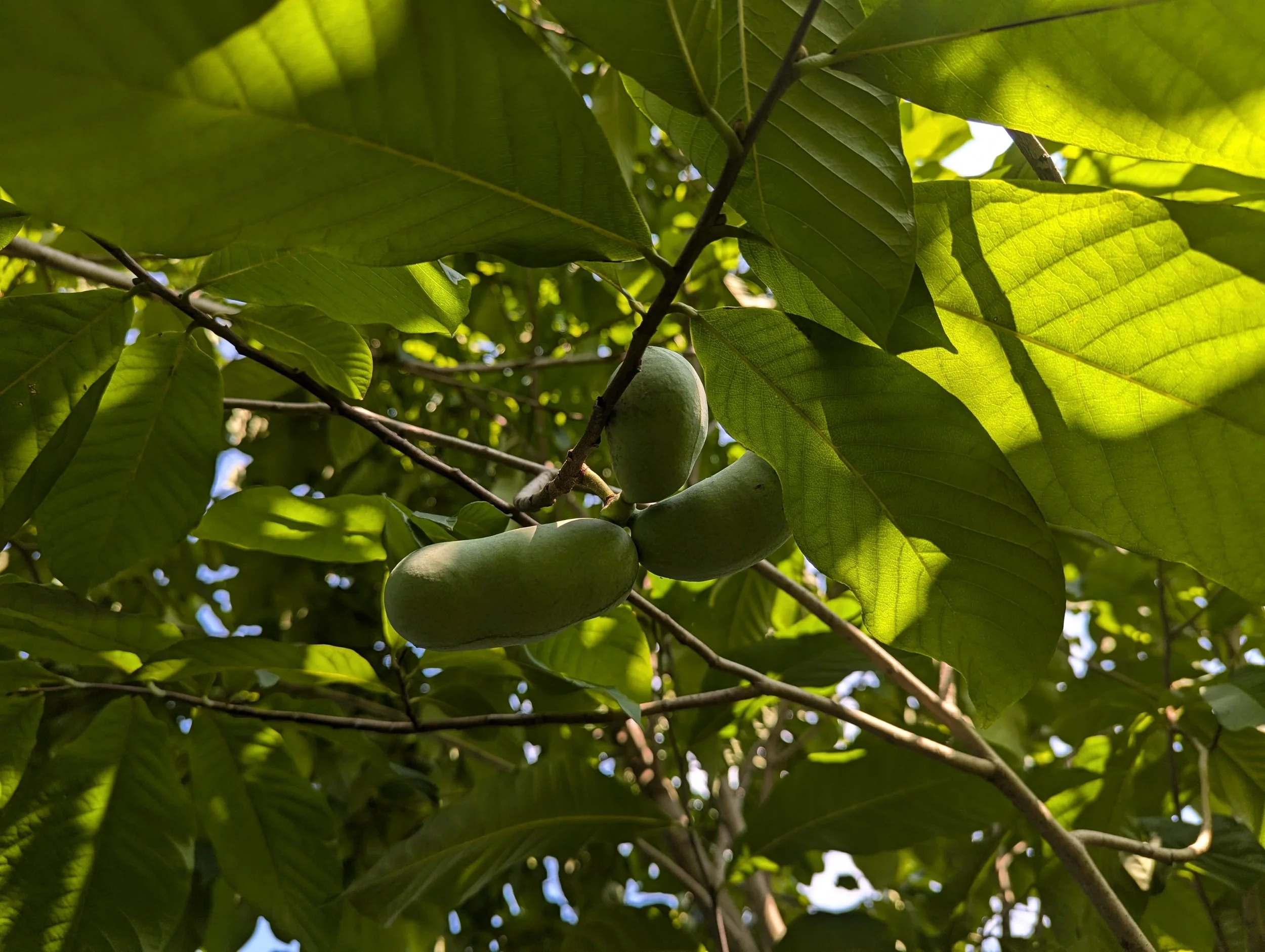 Pawpaws