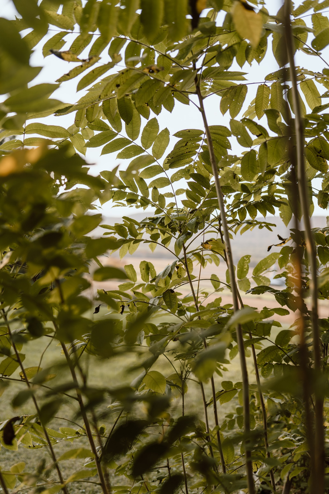 Dense green leaves and branches of a plant or small tree, with a blurred outdoor landscape in the background.