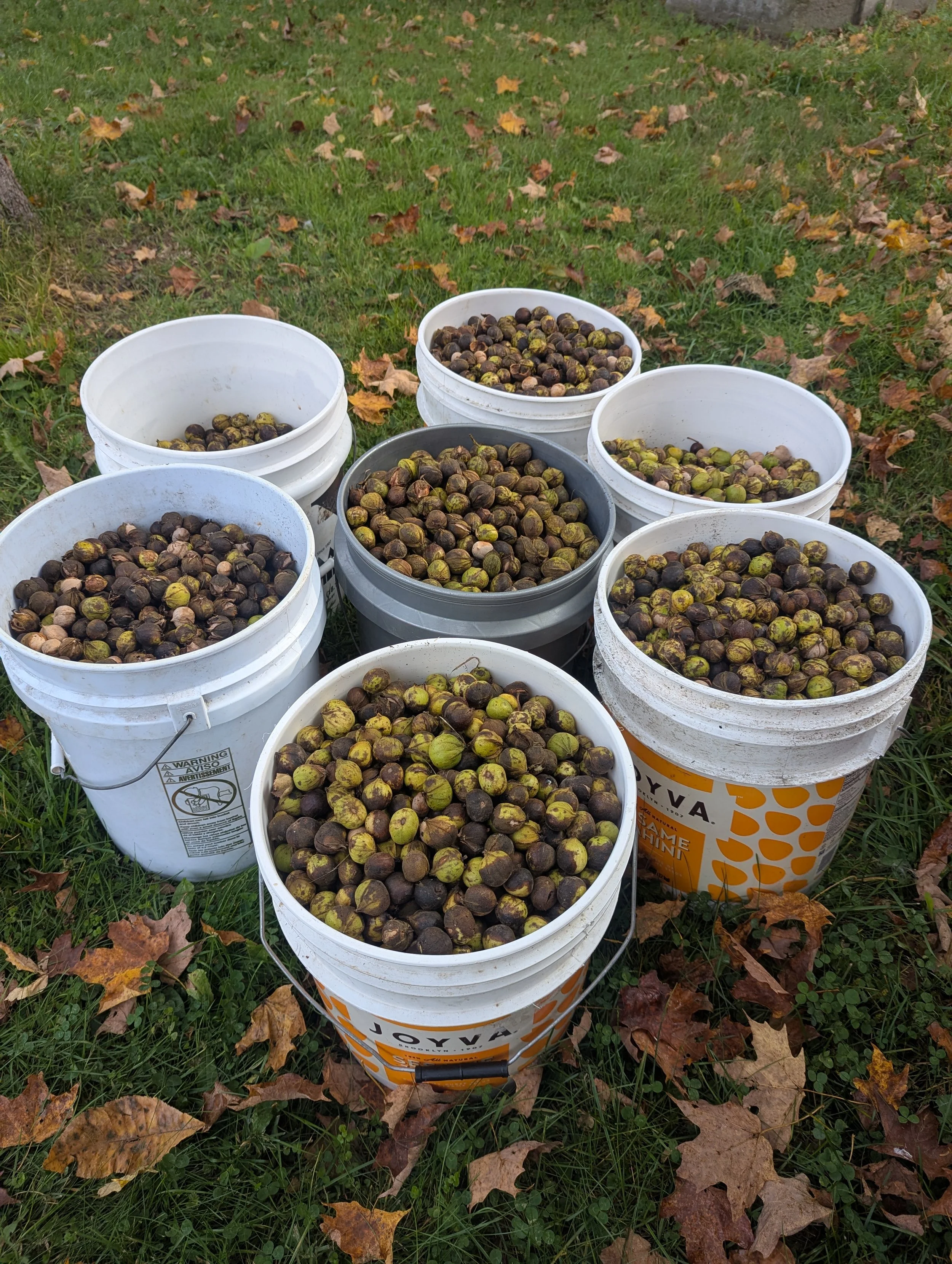 Multiple buckets filled with harvested bitternut hickories placed on grass with fallen autumn leaves.