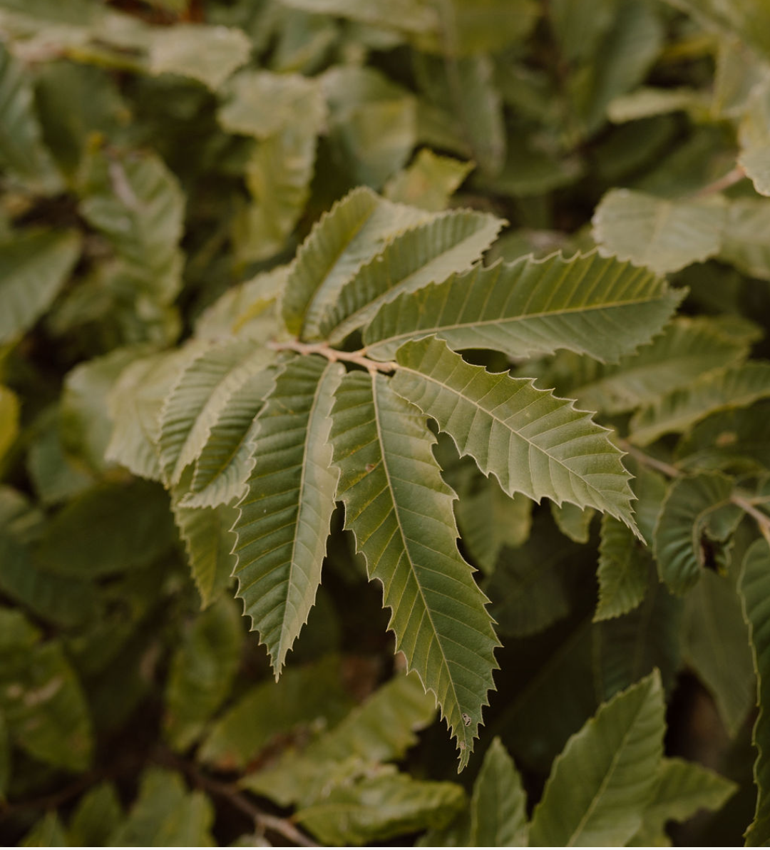 Close-up view of green chestnut leaves with serrated edges.