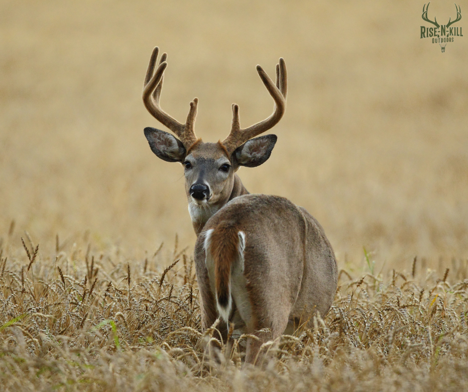 A deer with antlers standing in a field of tall, dry grass, facing away but looking back at the camera.