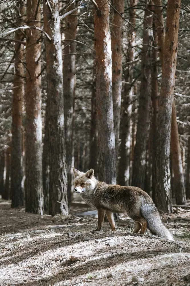 Natuur- en reisfotografie - Wildlife Fotograaf