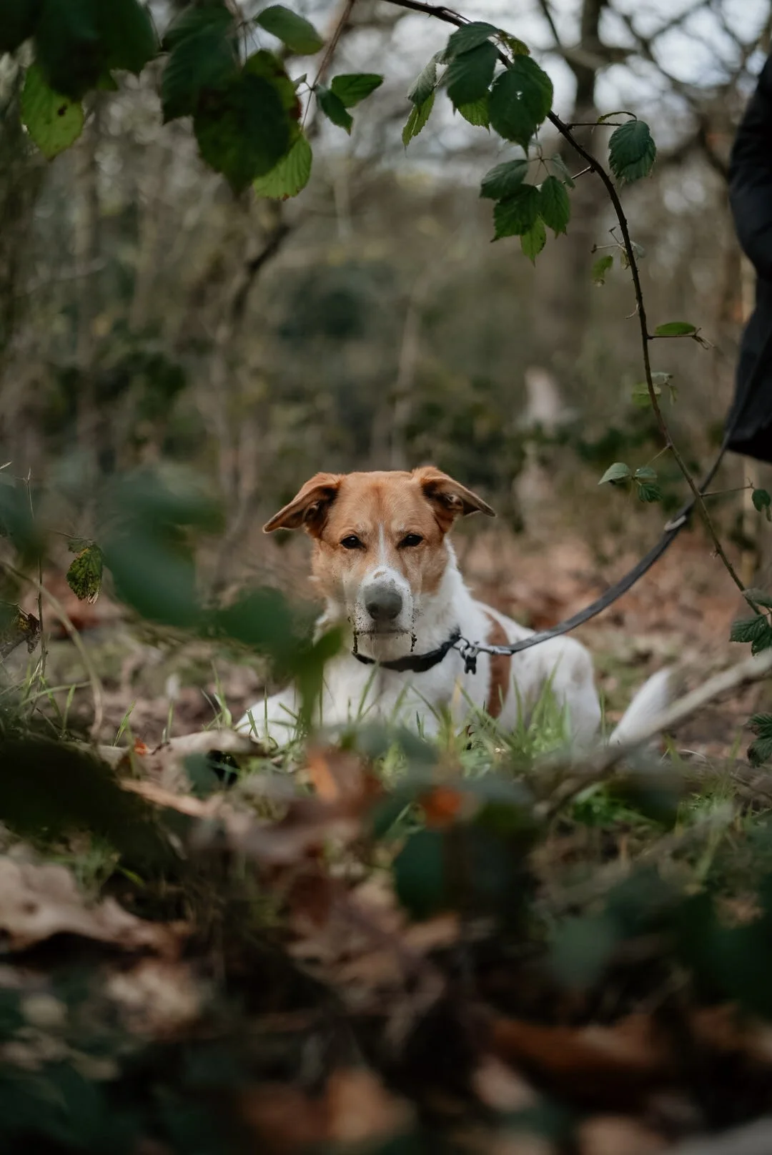 Over dogsitten, vanlife met een hond en de kunst van onzekerheid