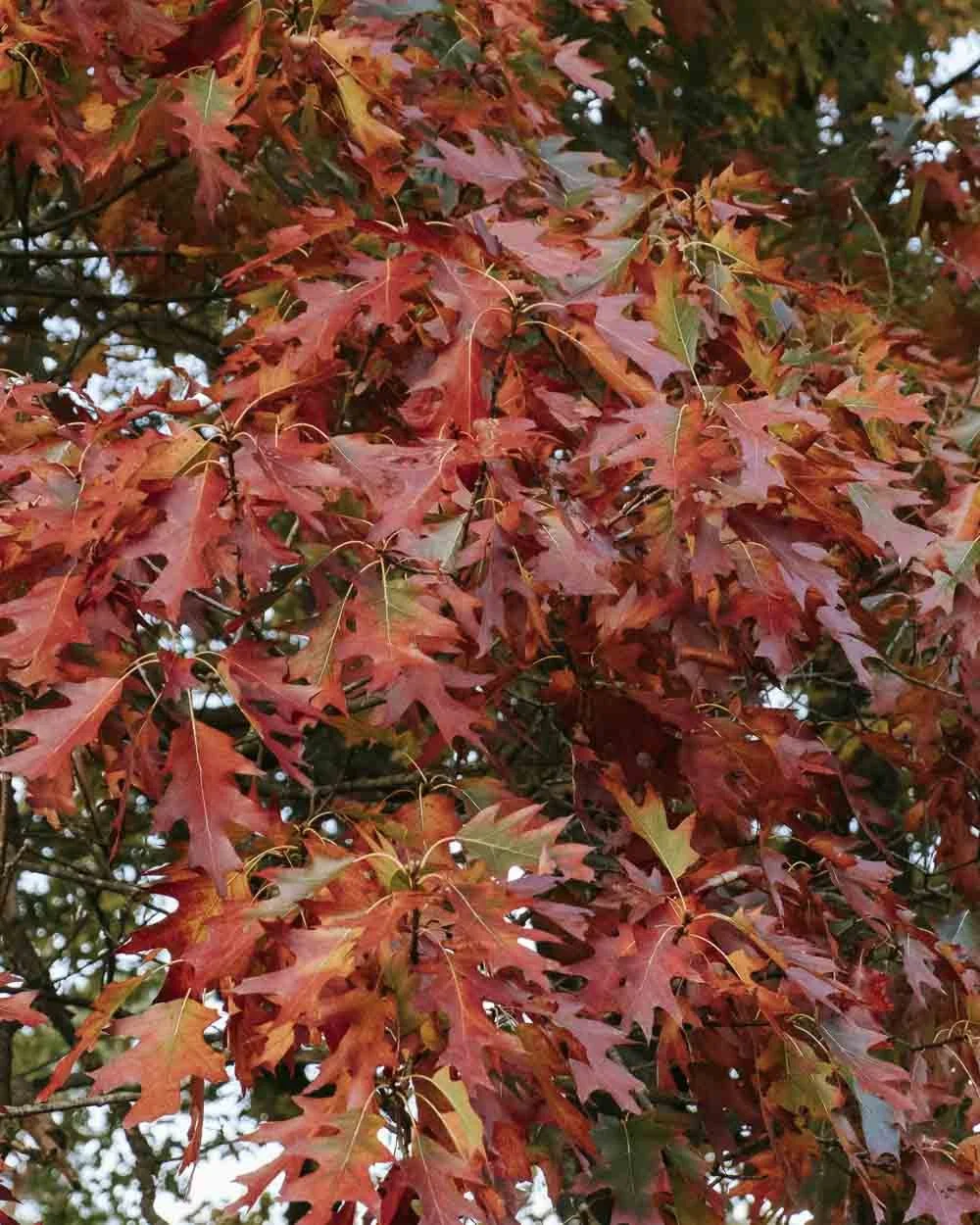 Belevingsfotografie - Natuur Camping De Roos