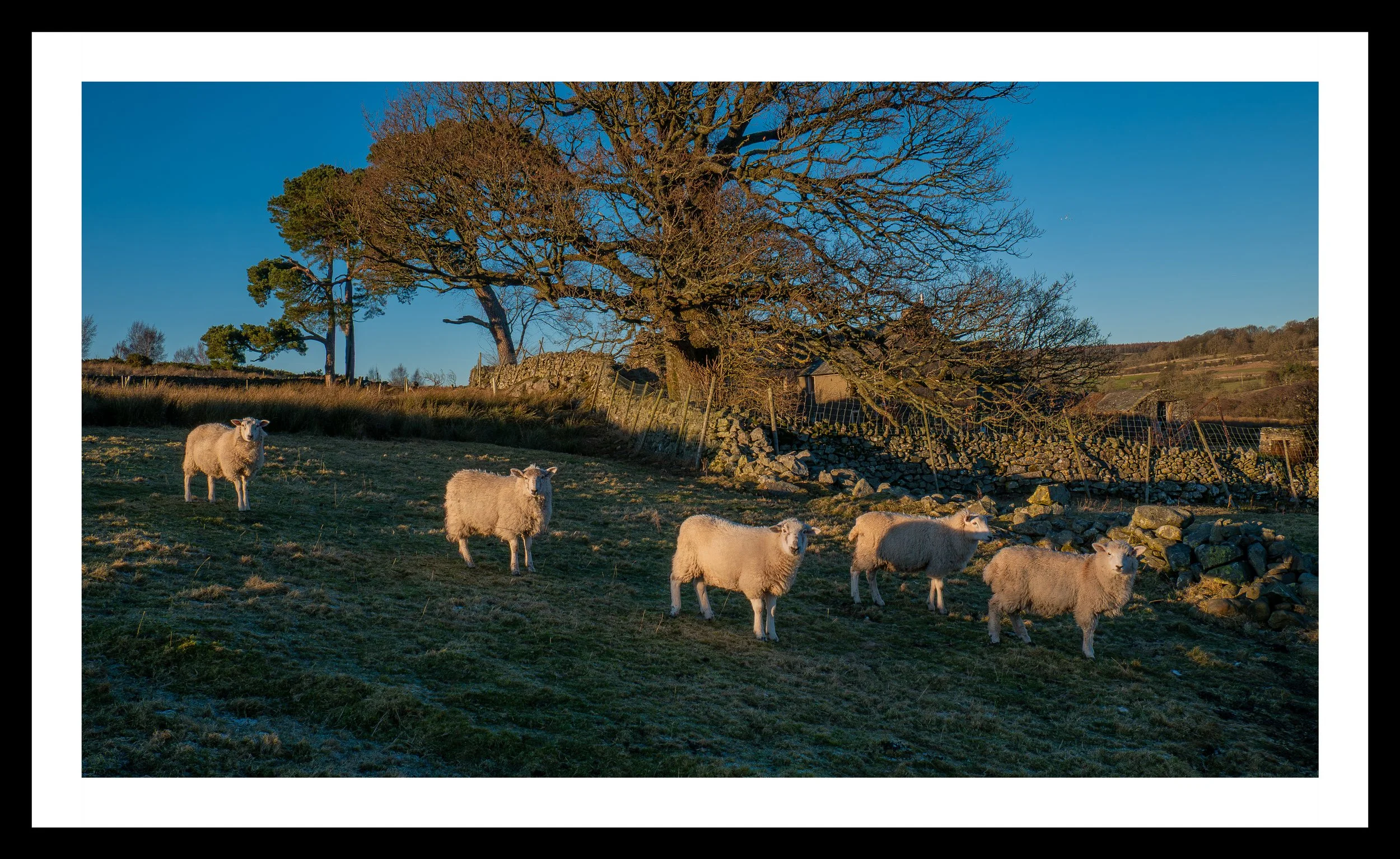 A3 Print | Order Code A3_1310626