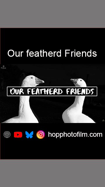 Our Featherd Friends.