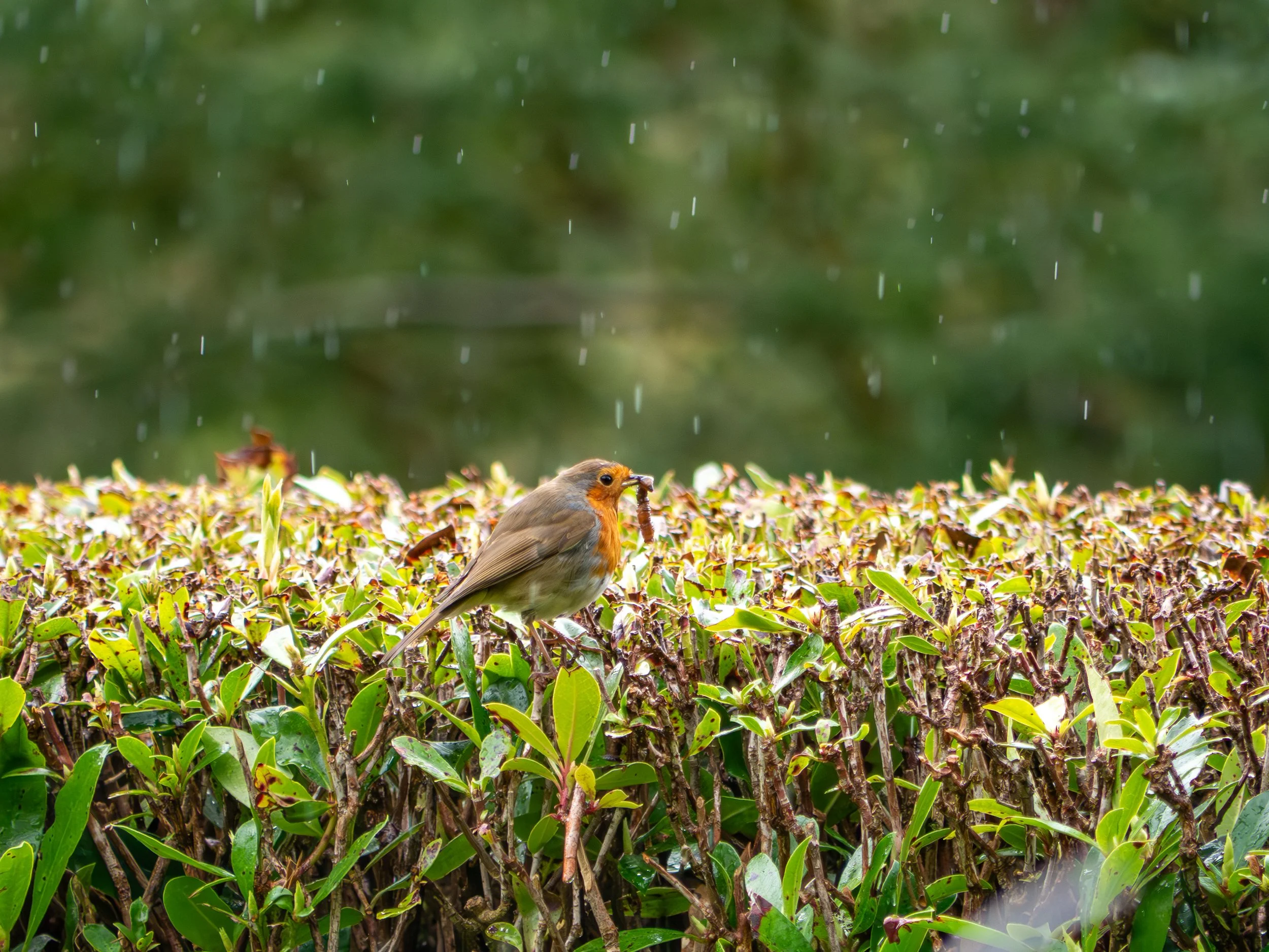 A3 Print | Order Code A3_wales_birds-1180368