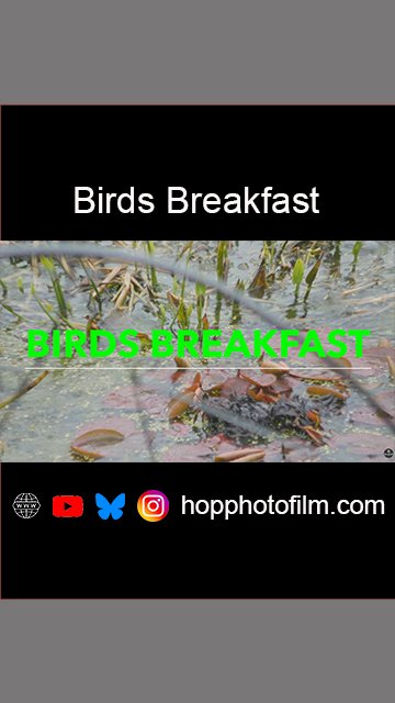 Birds Breakfast.