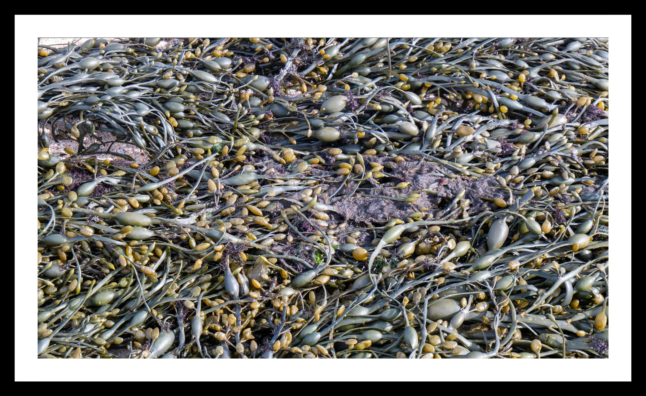 A3 Print | Order Code A31220165