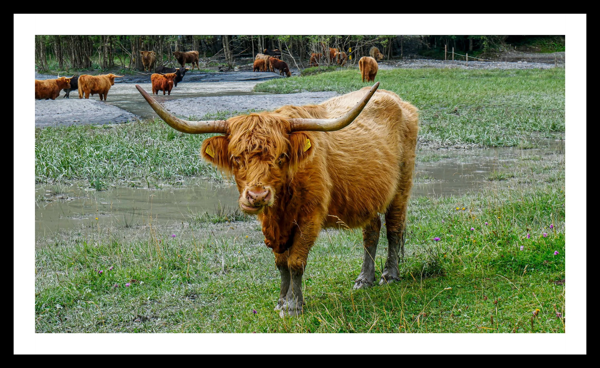 A3 print | Order Code A3_1260354