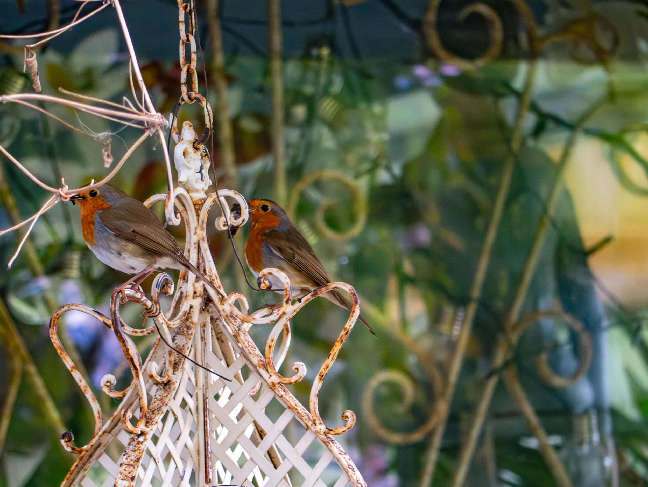 A3 Print | Order Code A3_wales_birds-1180369