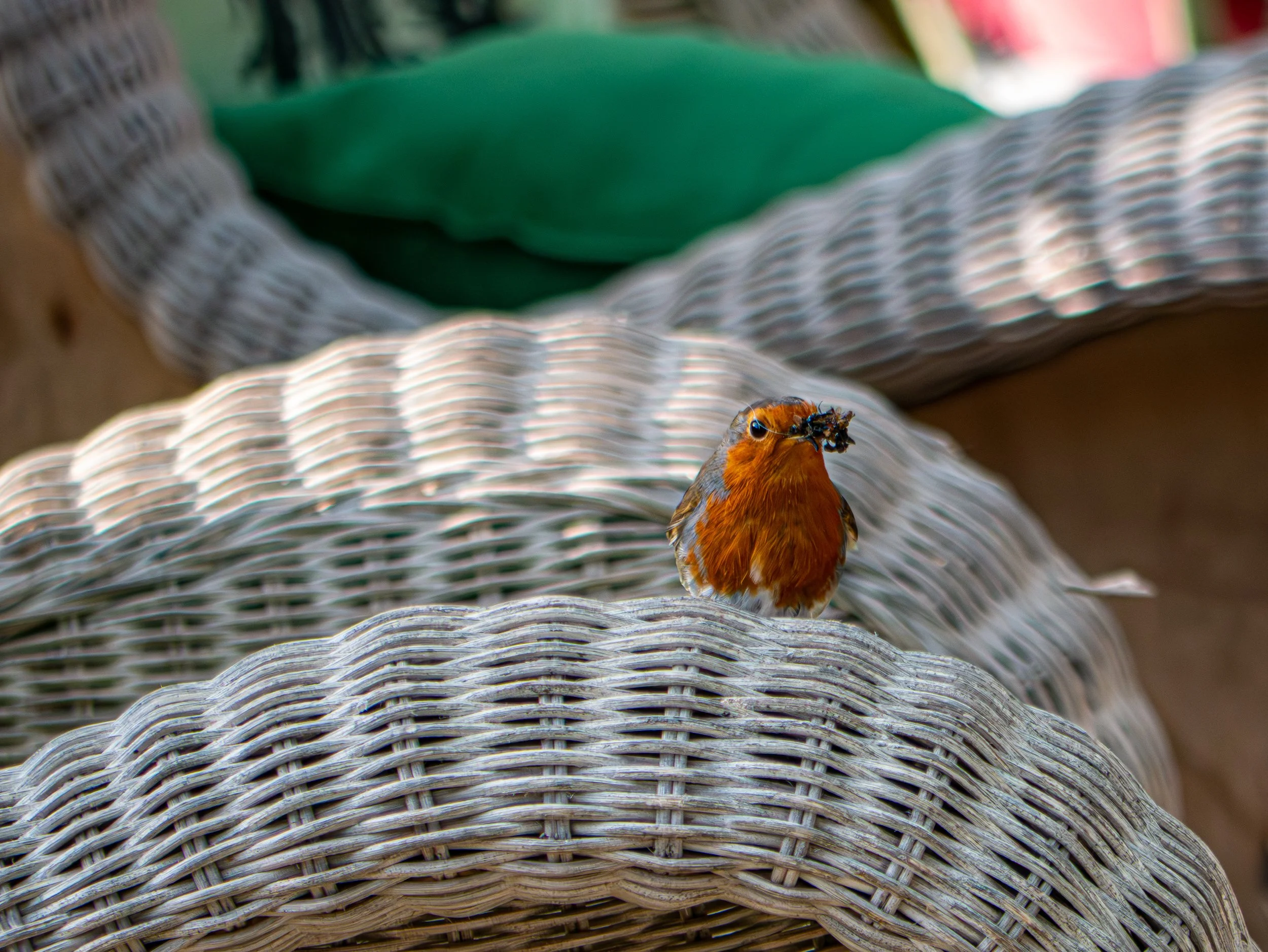 A3 Print | Order Code A3_wales_birds-1180315