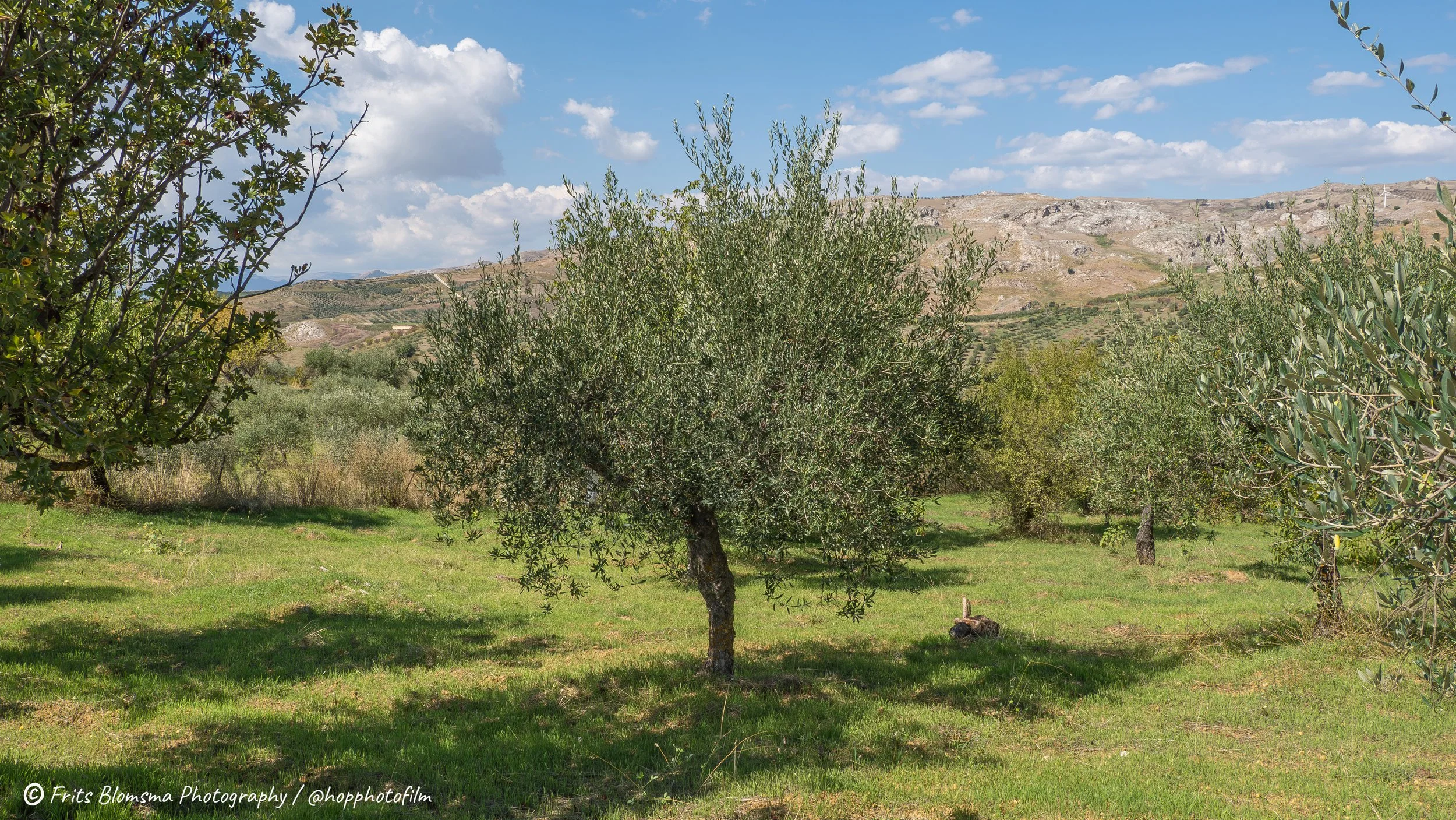 cianciana-023983_hop_web.jpg
