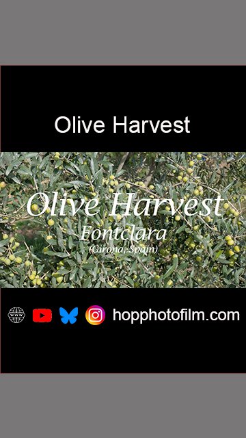 Olive Harvest Spain.