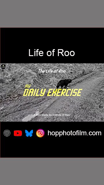 The Life of Roo The Dog.