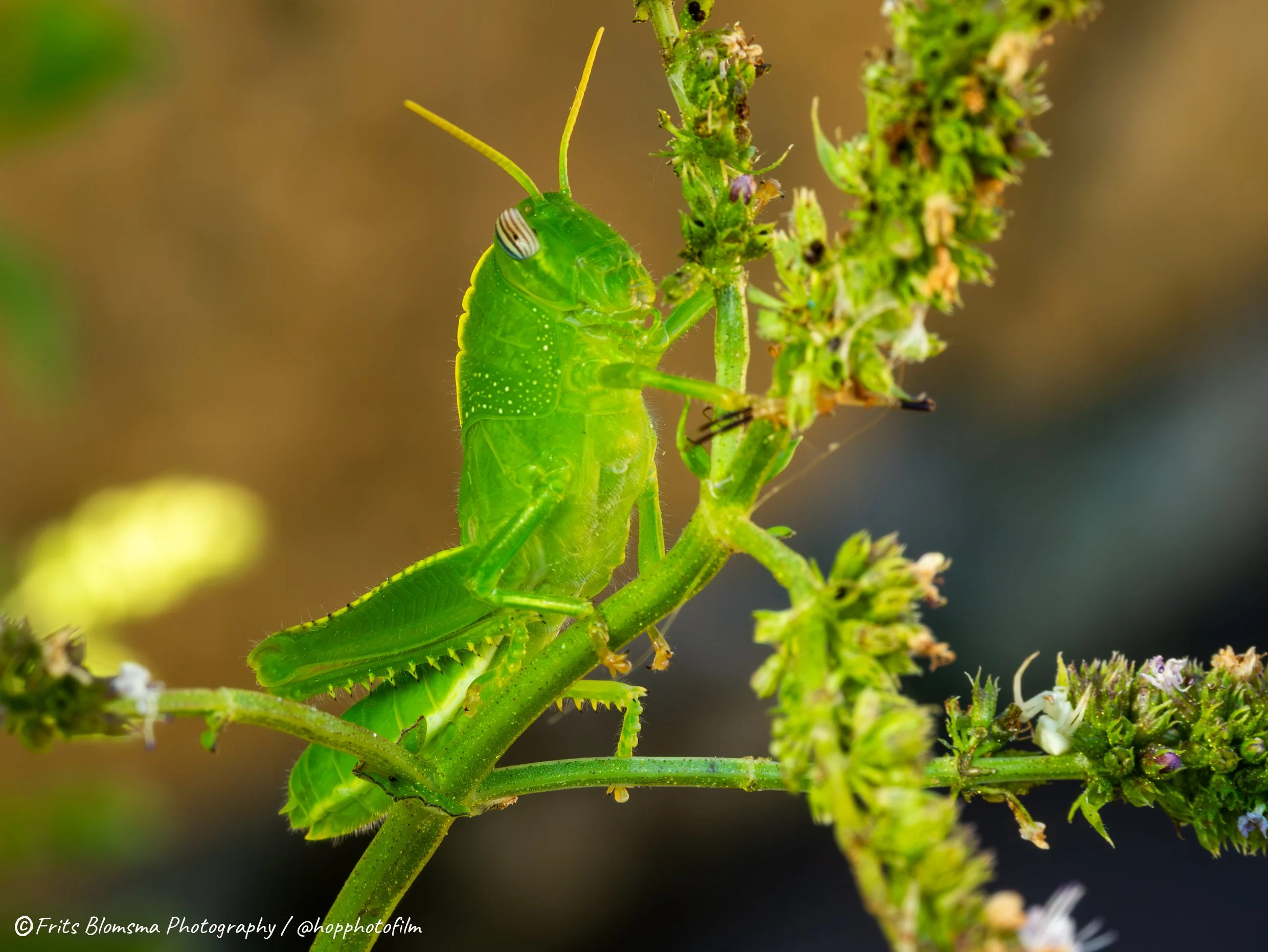 A7110804_hop_web.jpg