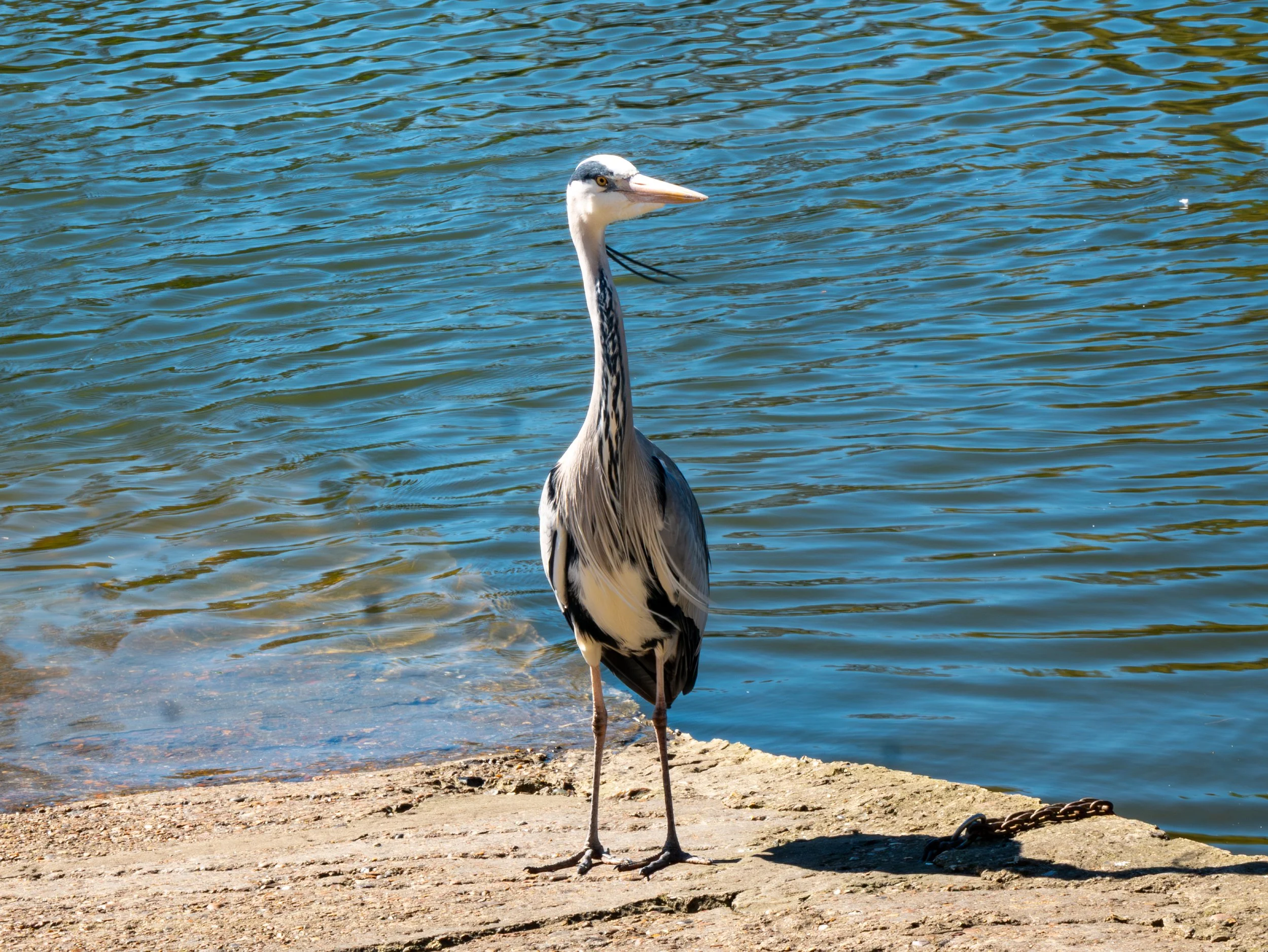 A3 Print | Order Code A3_london_birds-1320383