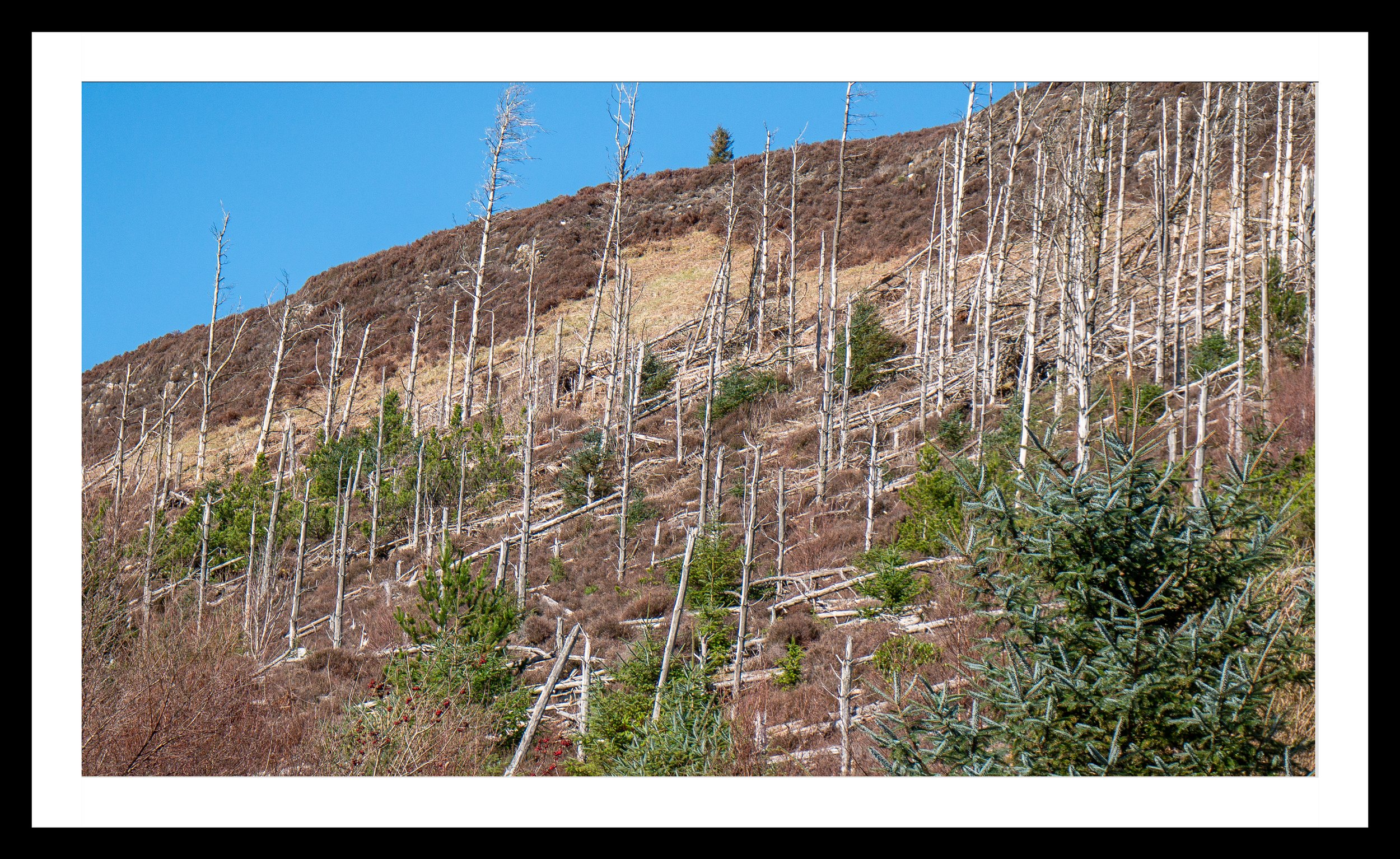 A3 Print | Order Code A31220365