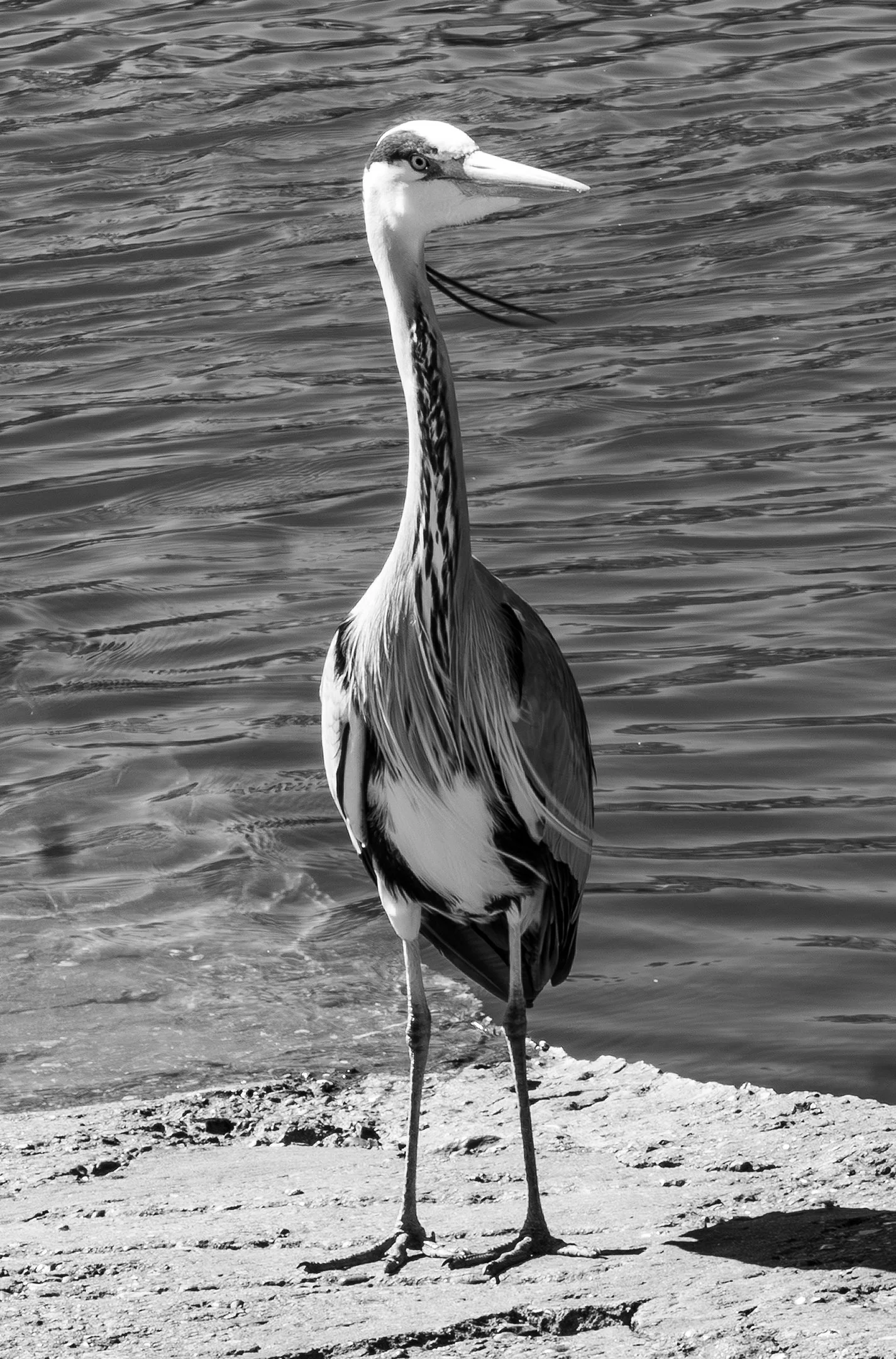 A3 Print | Order Code A3_london_birds-1320383_bw_portrait
