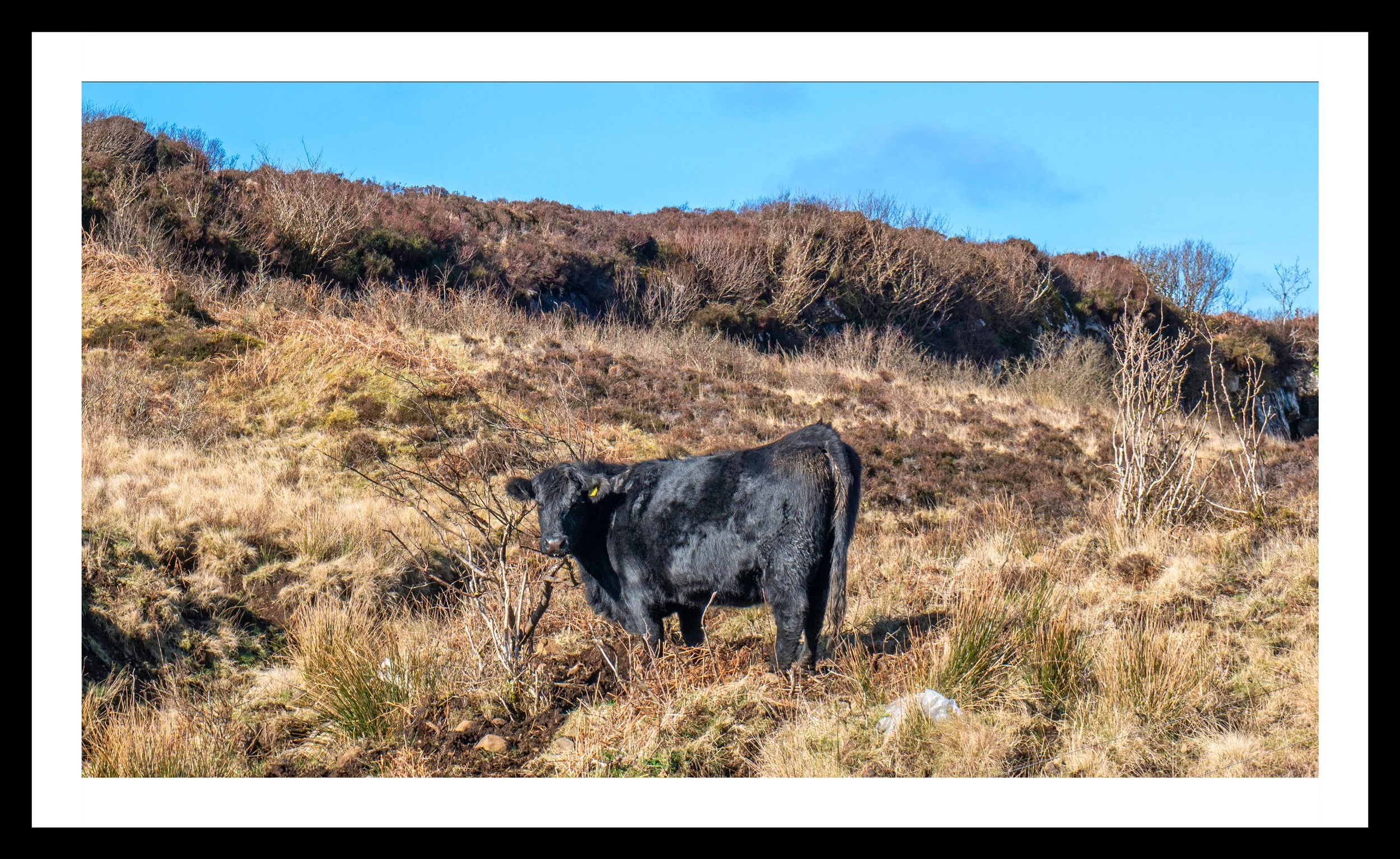 A3 Print | Order Code A31220141